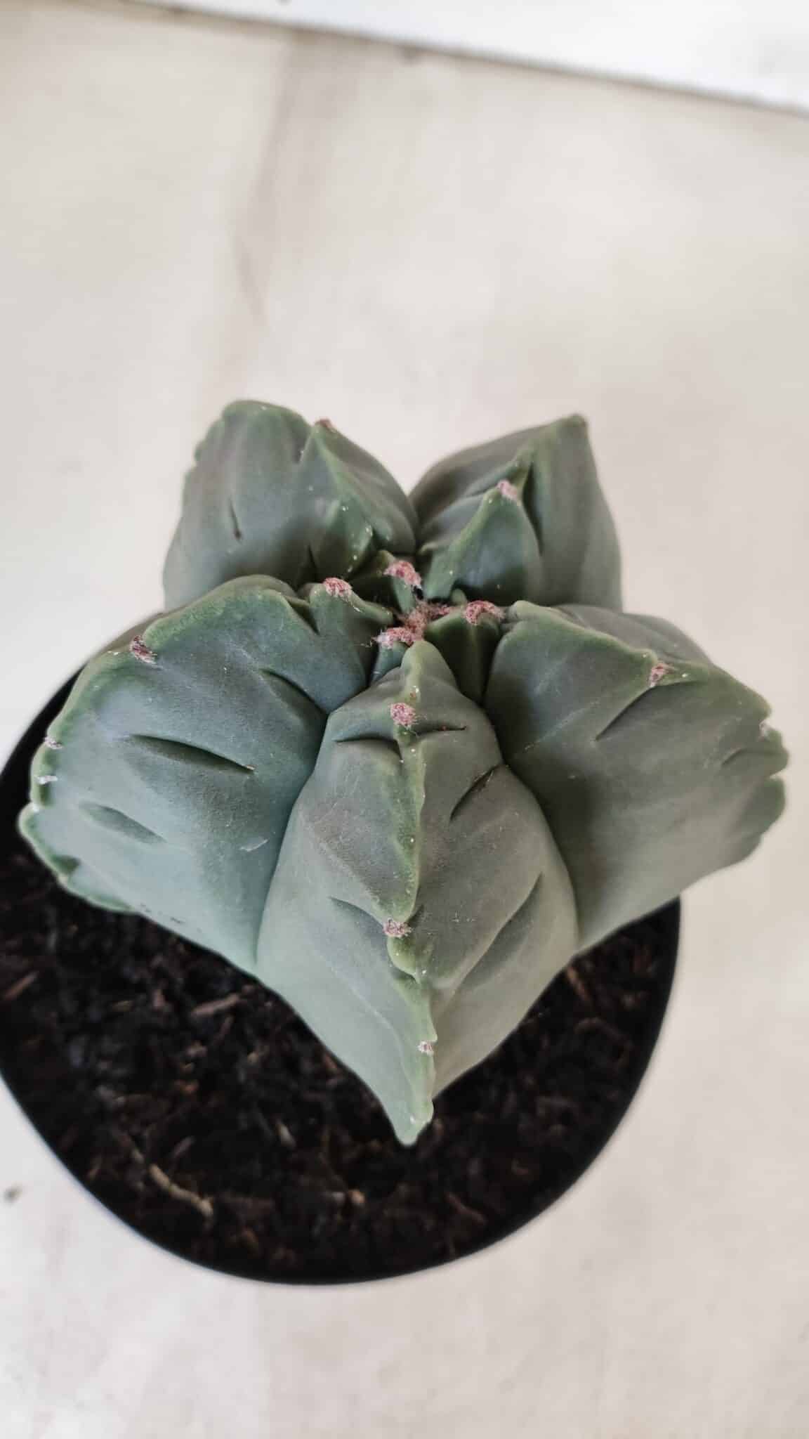 MATRIZ ASTROPHYTUM cv KIKKO  Nº 811 – vaso 15