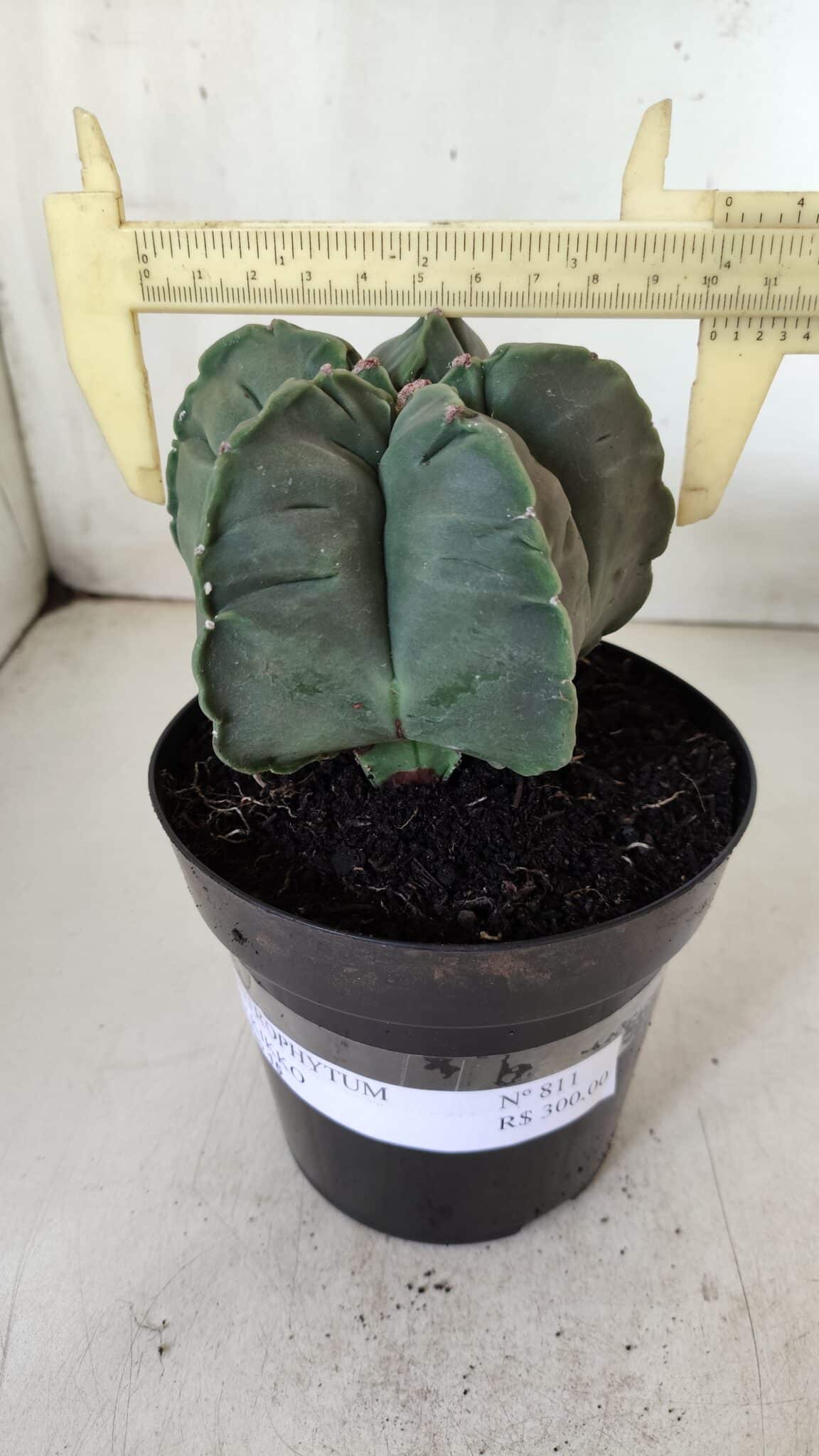 MATRIZ ASTROPHYTUM cv KIKKO  Nº 811 – vaso 15