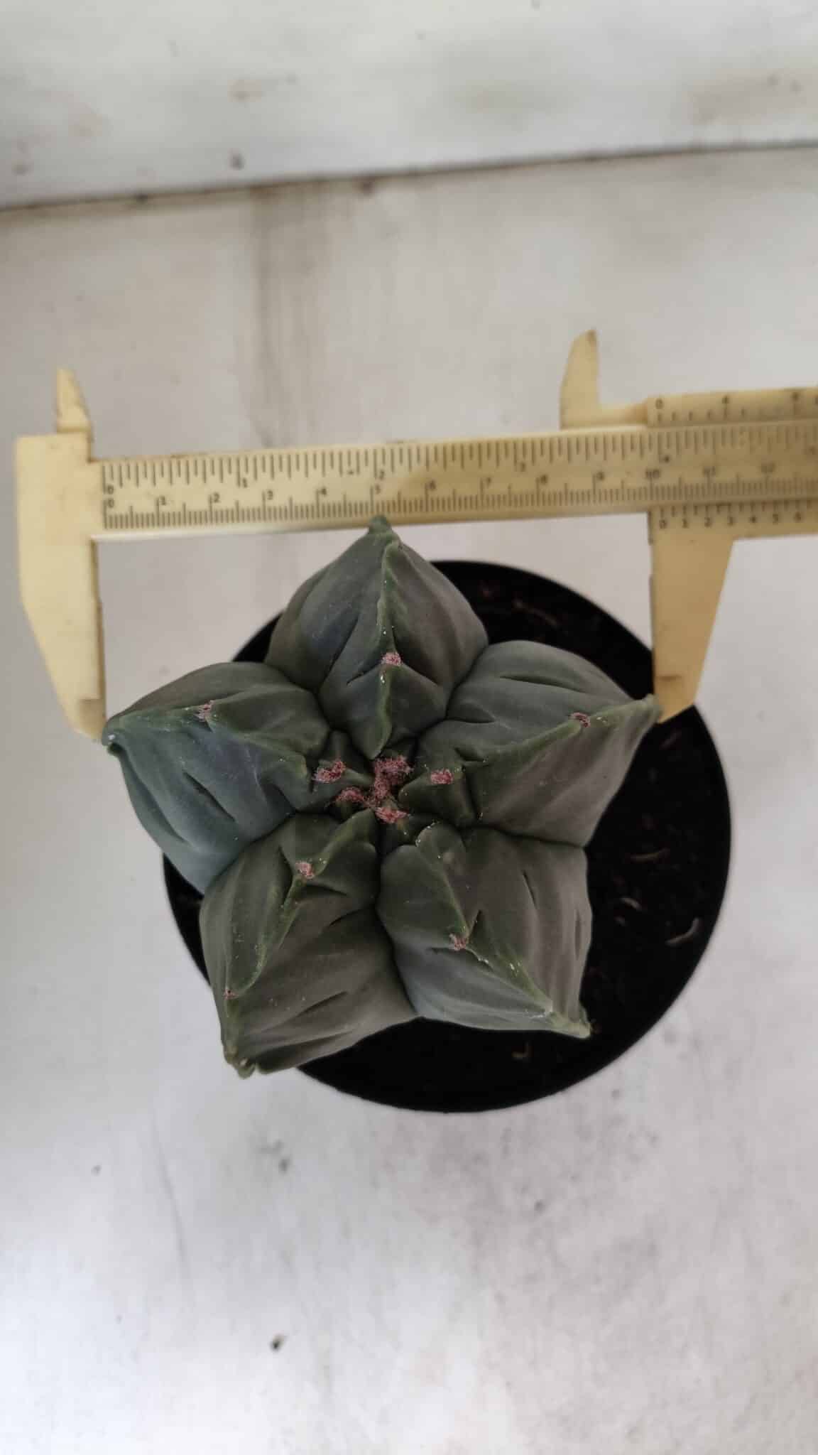 MATRIZ ASTROPHYTUM cv KIKKO  Nº 811 – vaso 15
