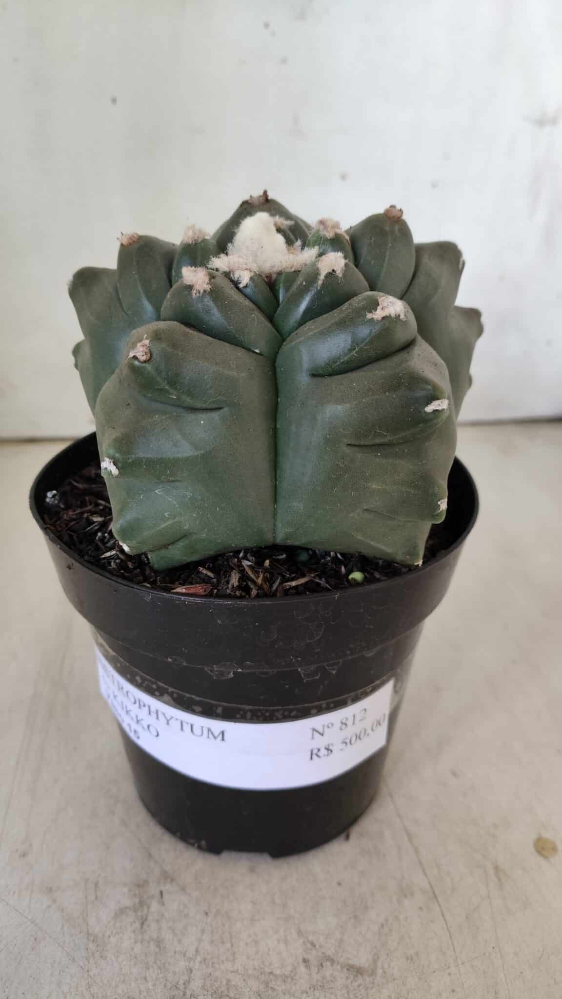 MATRIZ ASTROPHYTUM cv KIKKO  Nº 812 – vaso 15
