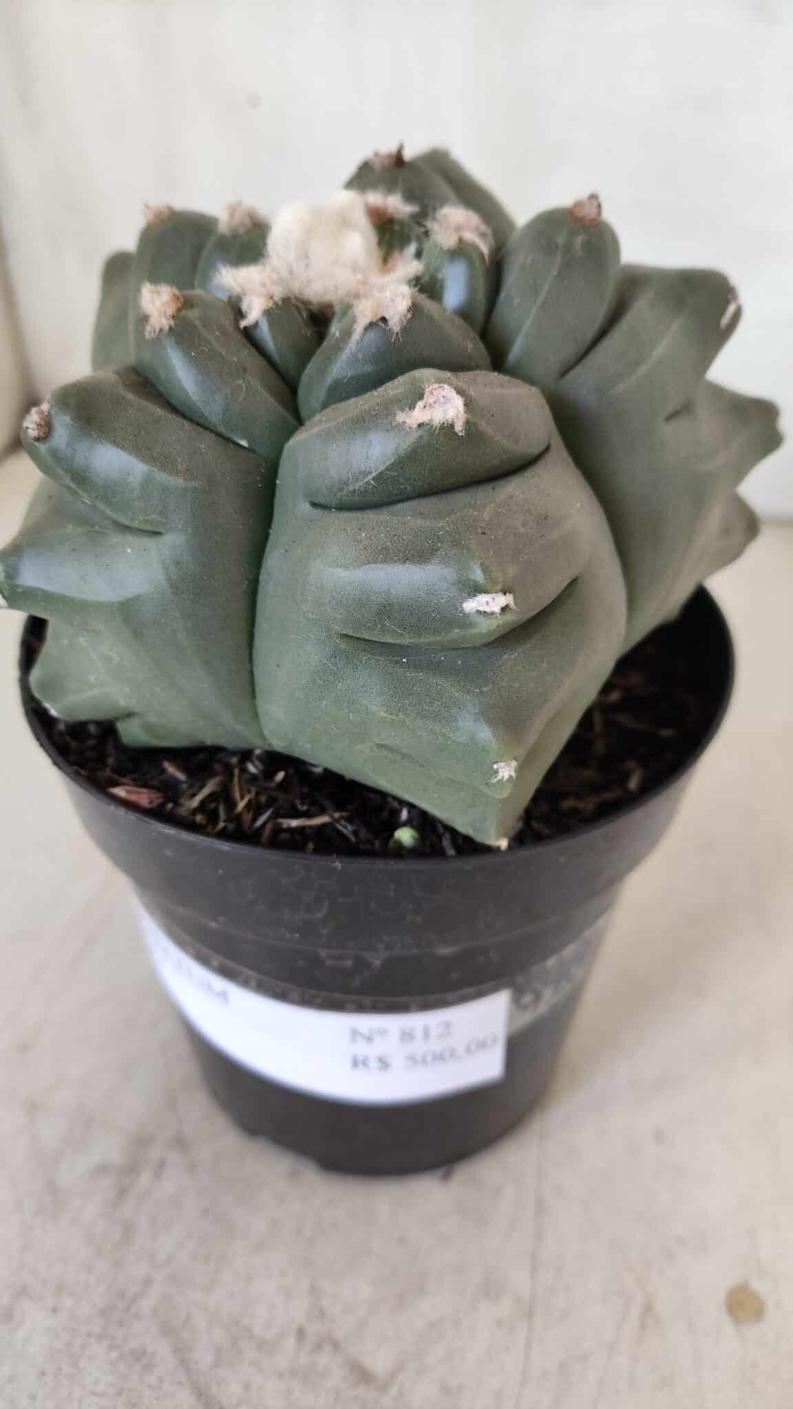 MATRIZ ASTROPHYTUM cv KIKKO  Nº 812 – vaso 15