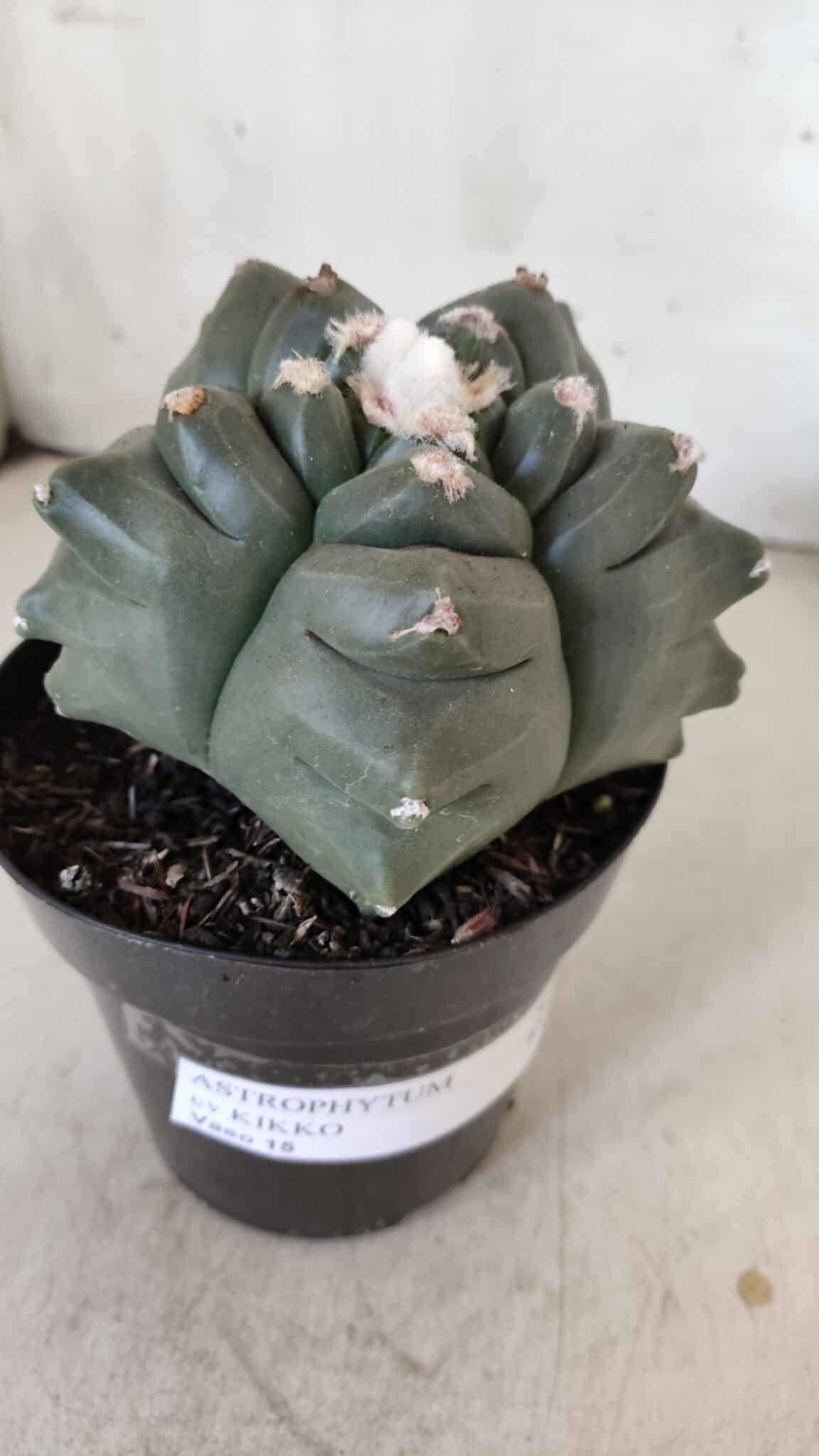 MATRIZ ASTROPHYTUM cv KIKKO  Nº 812 – vaso 15