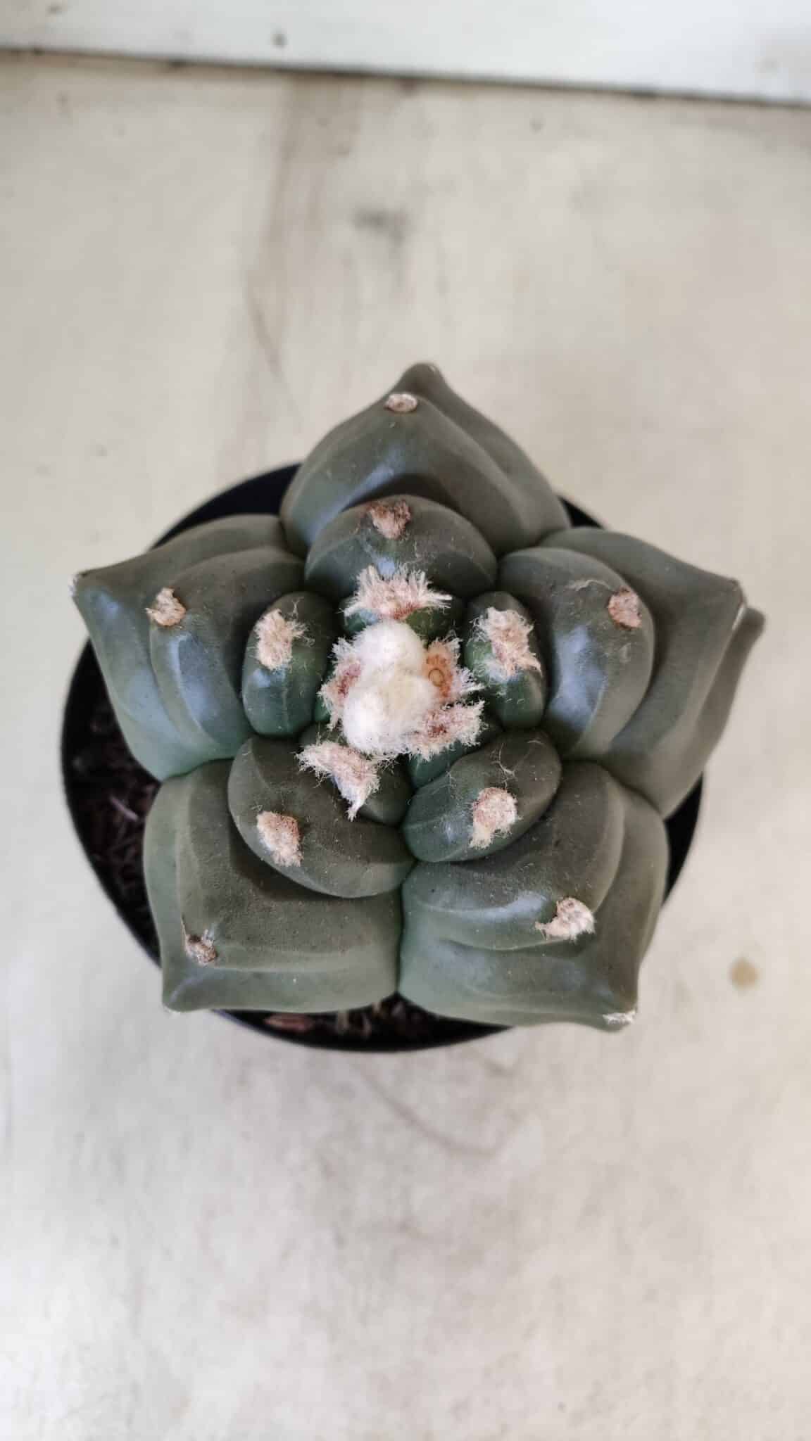 MATRIZ ASTROPHYTUM cv KIKKO  Nº 812 – vaso 15
