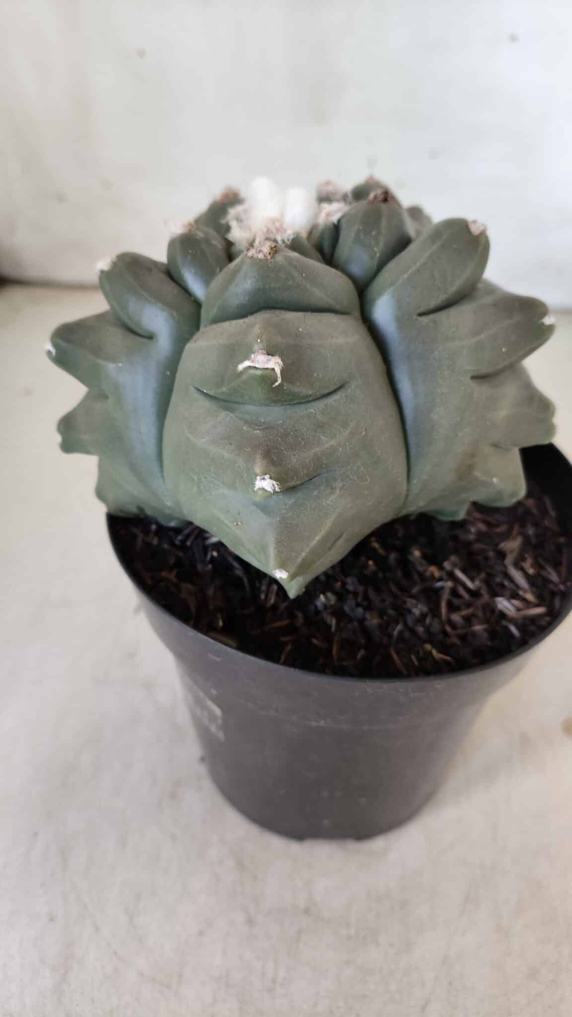 MATRIZ ASTROPHYTUM cv KIKKO  Nº 812 – vaso 15