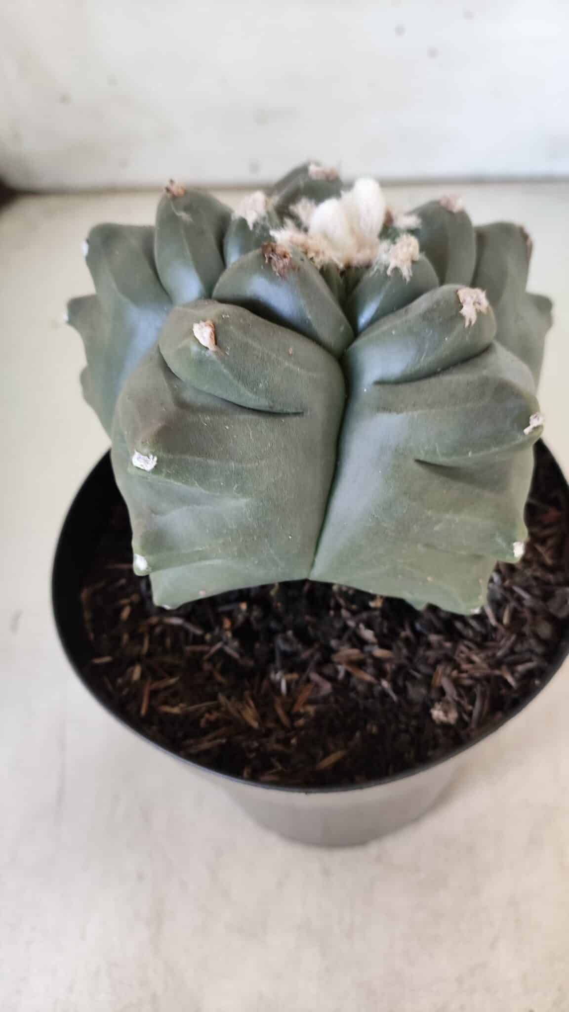 MATRIZ ASTROPHYTUM cv KIKKO  Nº 812 – vaso 15
