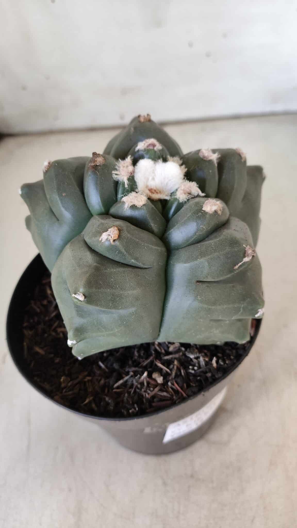 MATRIZ ASTROPHYTUM cv KIKKO  Nº 812 – vaso 15