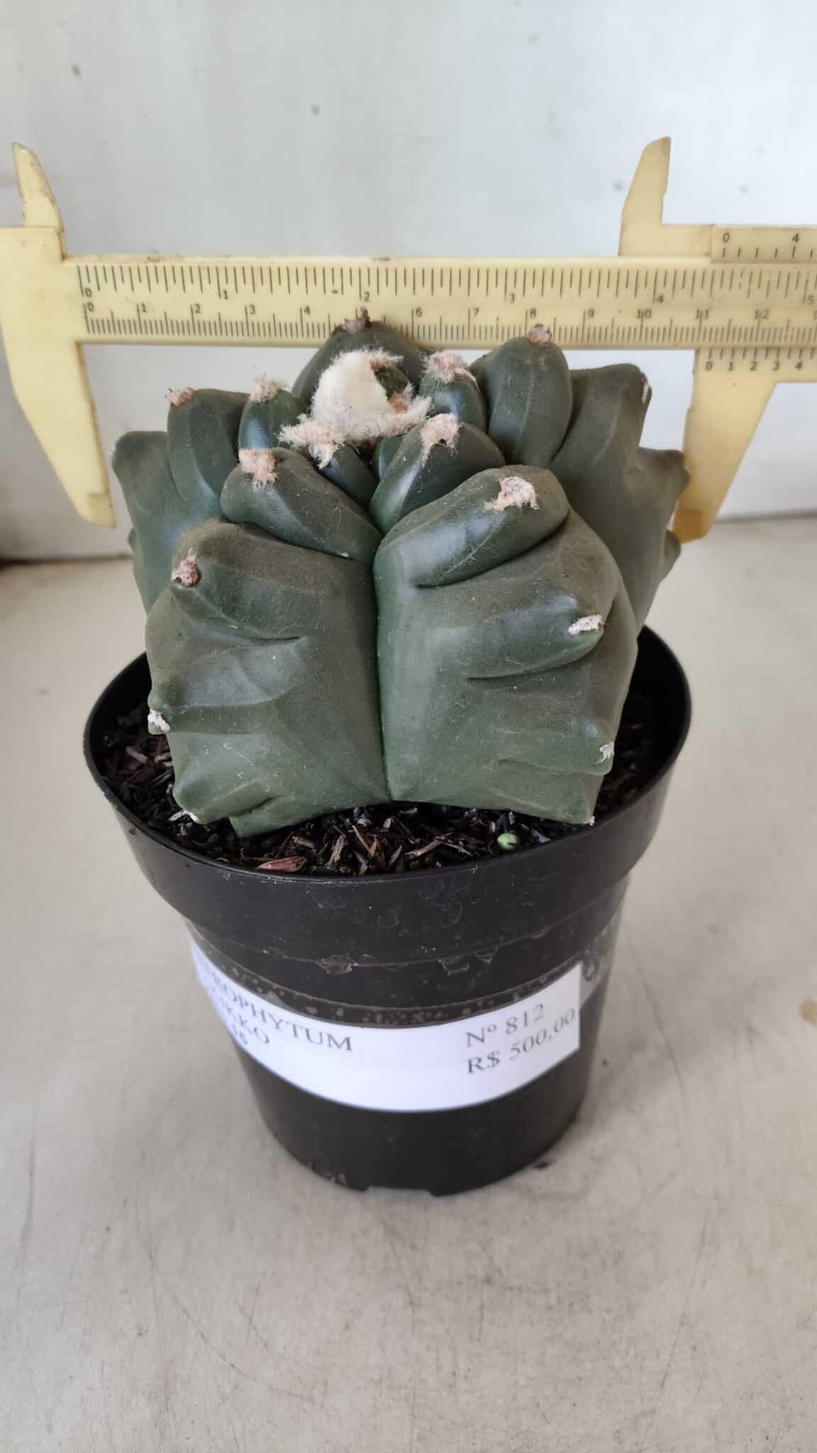MATRIZ ASTROPHYTUM cv KIKKO  Nº 812 – vaso 15