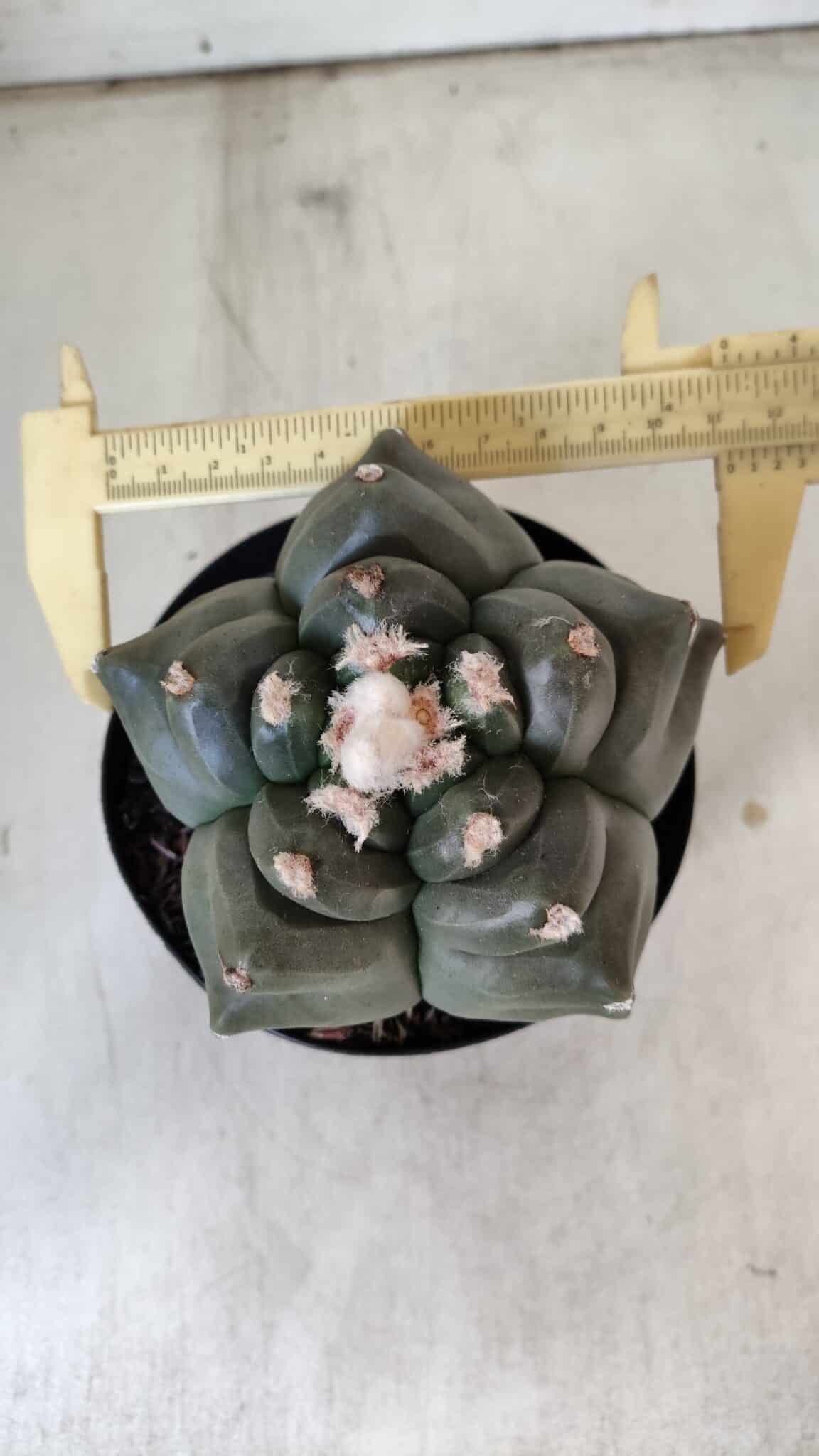 MATRIZ ASTROPHYTUM cv KIKKO  Nº 812 – vaso 15