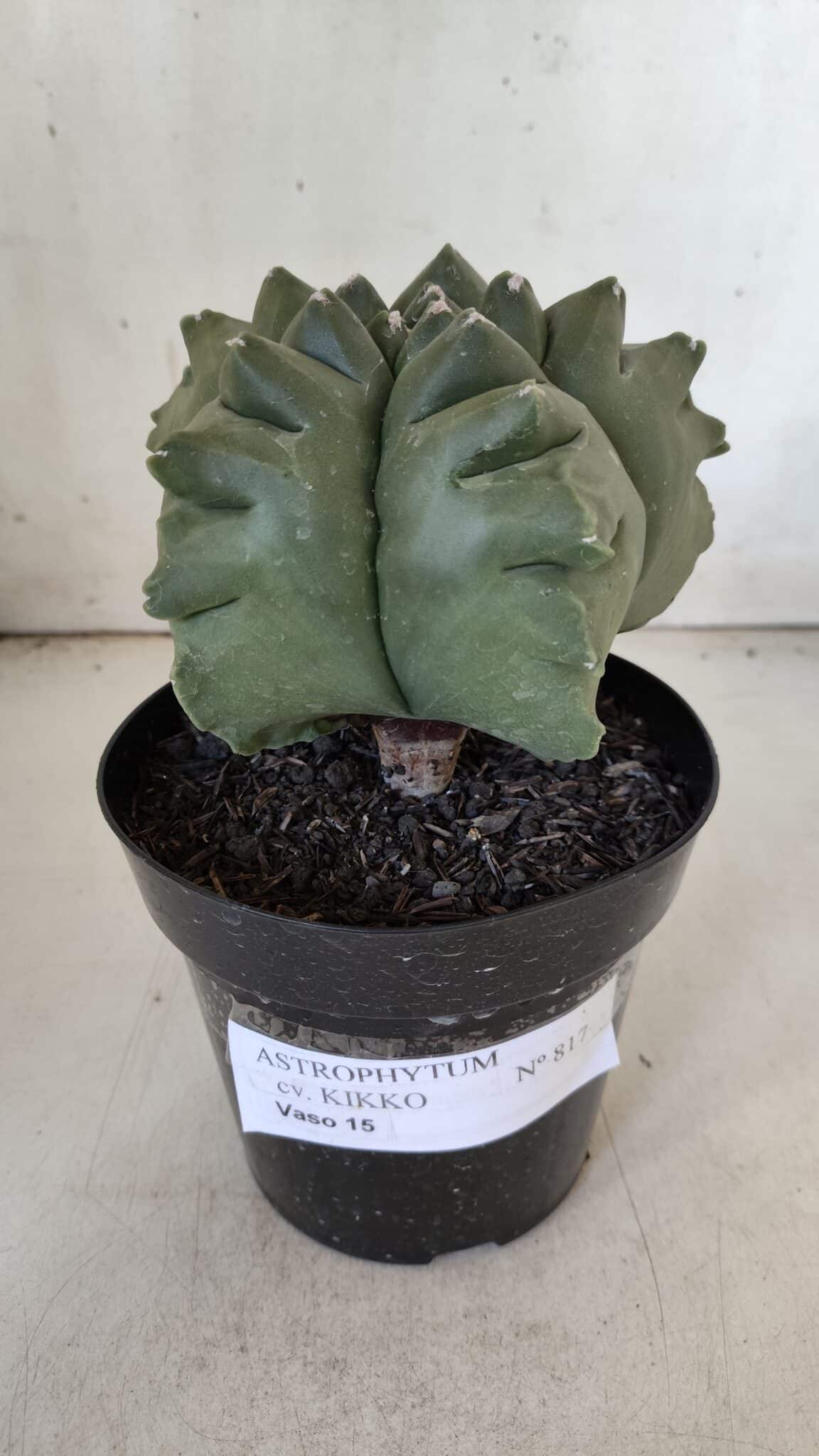 ASTROPHYTUM cv KIKKO  Nº 817 – vaso 15