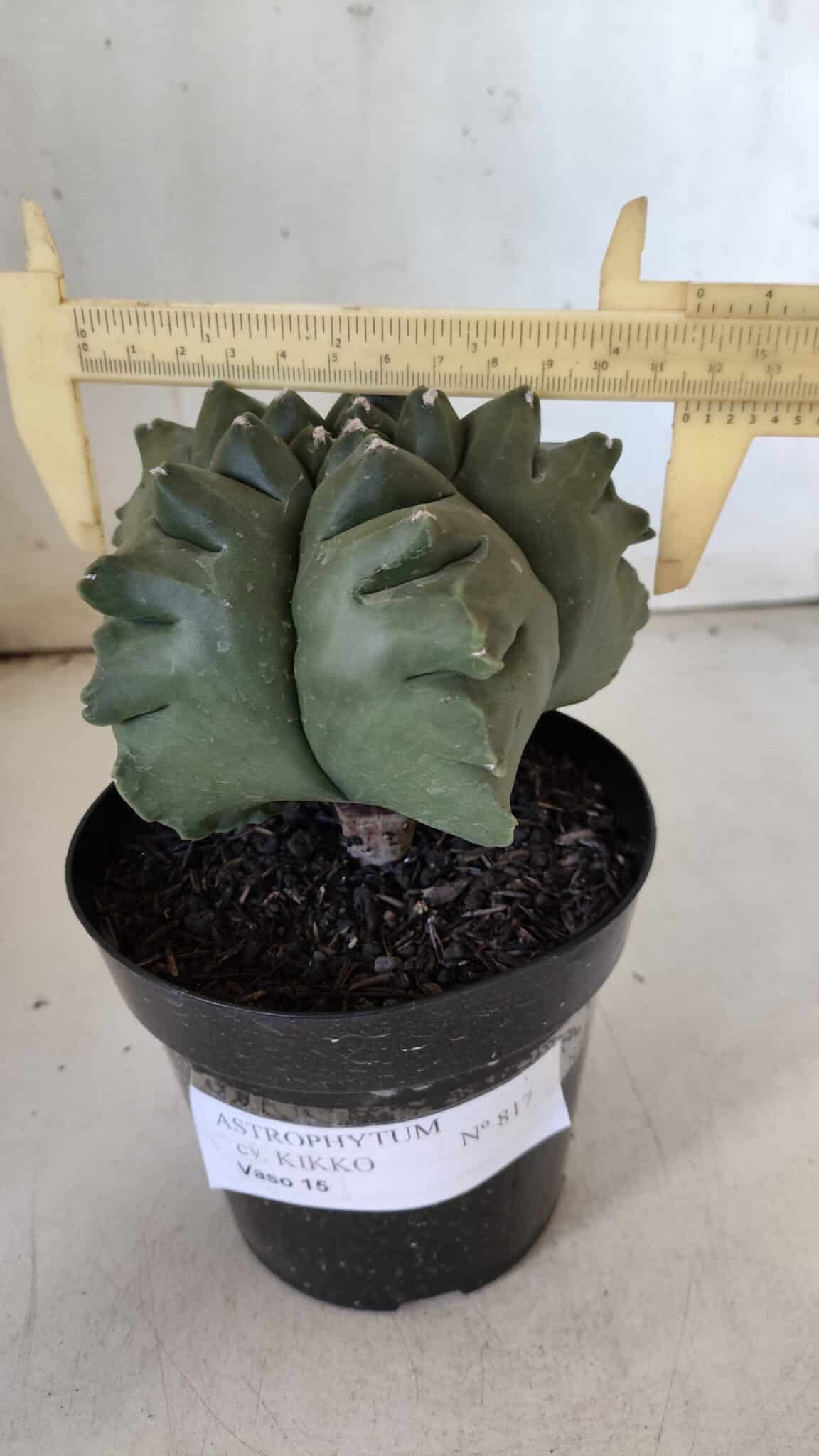 ASTROPHYTUM cv KIKKO  Nº 817 – vaso 15