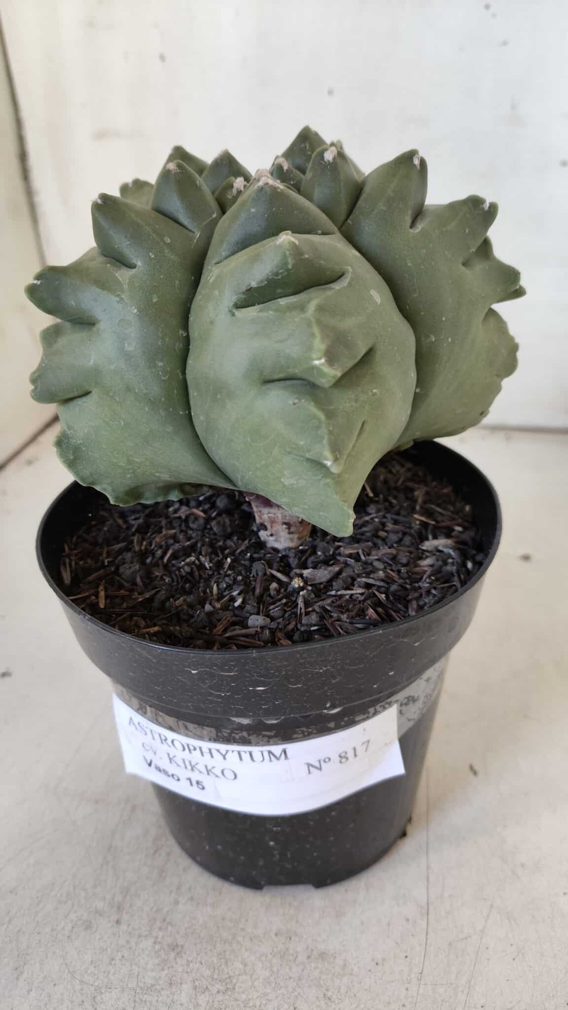 ASTROPHYTUM cv KIKKO  Nº 817 – vaso 15