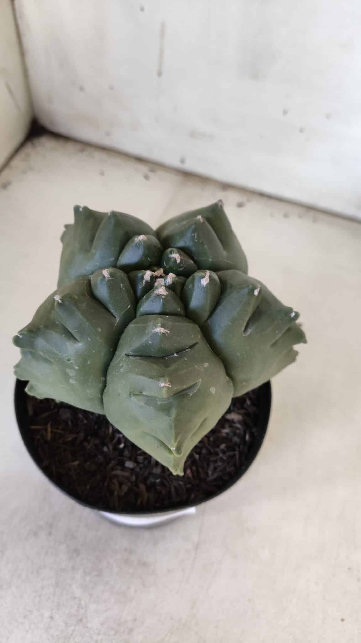 ASTROPHYTUM cv KIKKO  Nº 817 – vaso 15