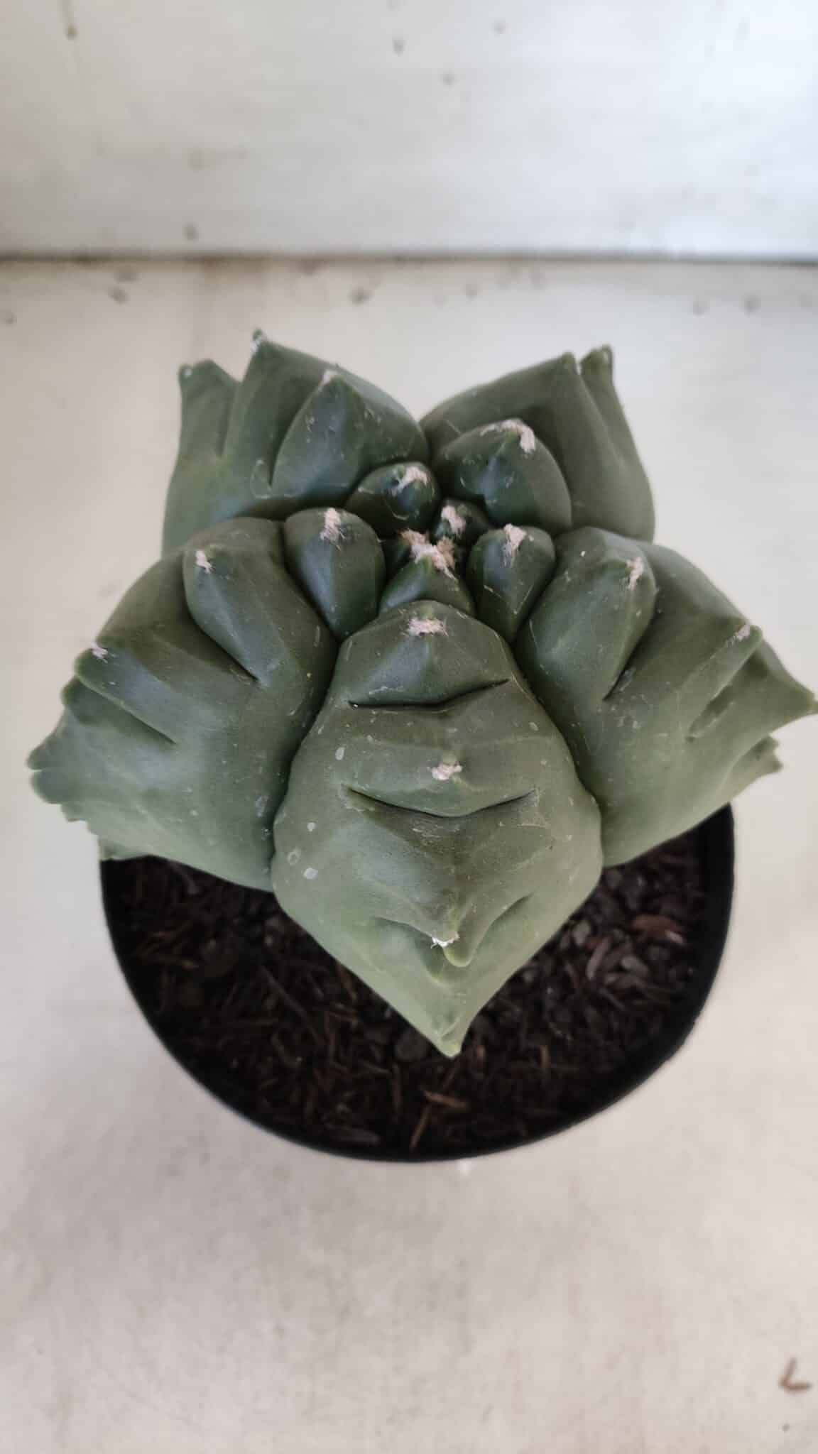ASTROPHYTUM cv KIKKO  Nº 817 – vaso 15