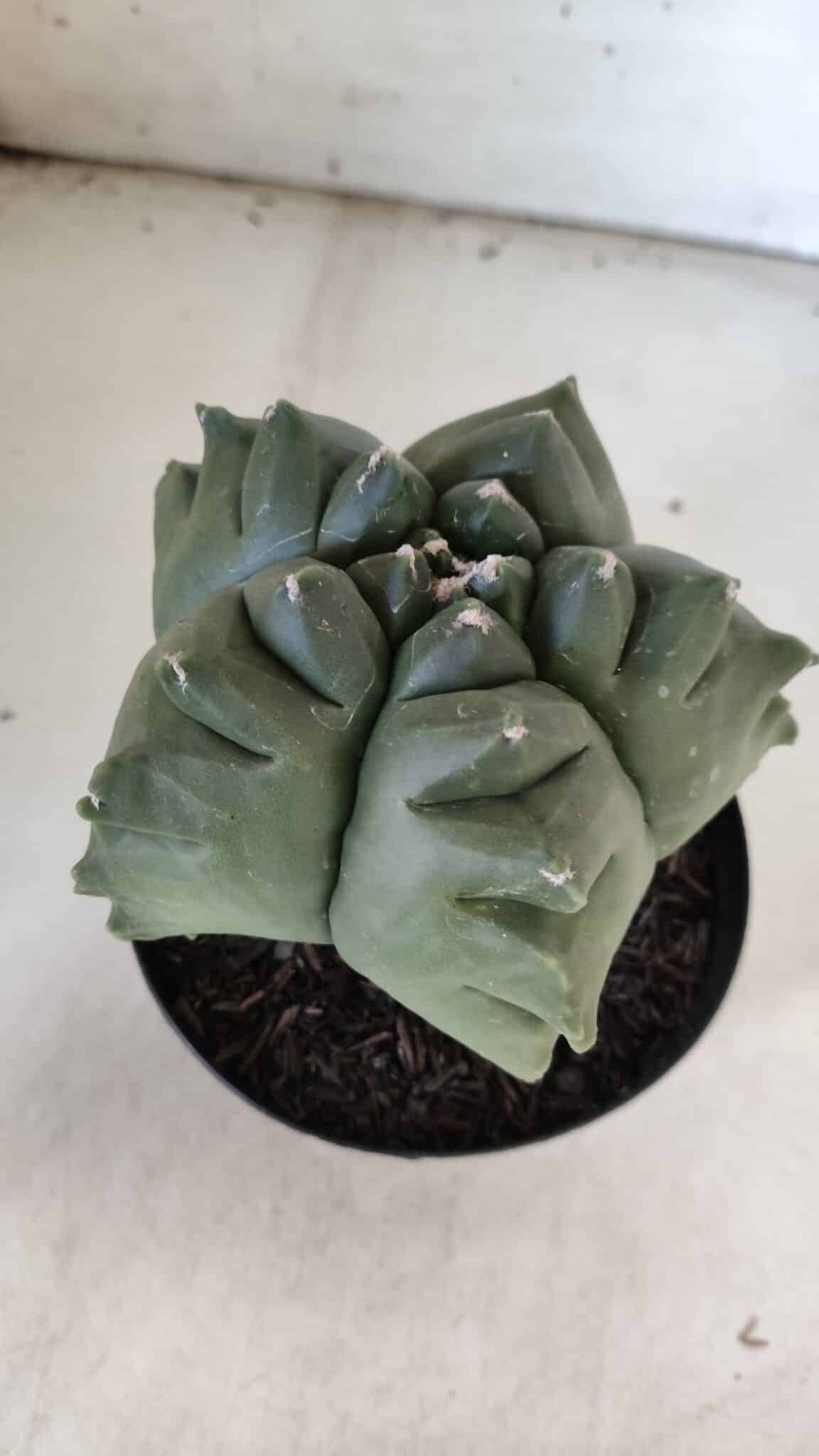 ASTROPHYTUM cv KIKKO  Nº 817 – vaso 15