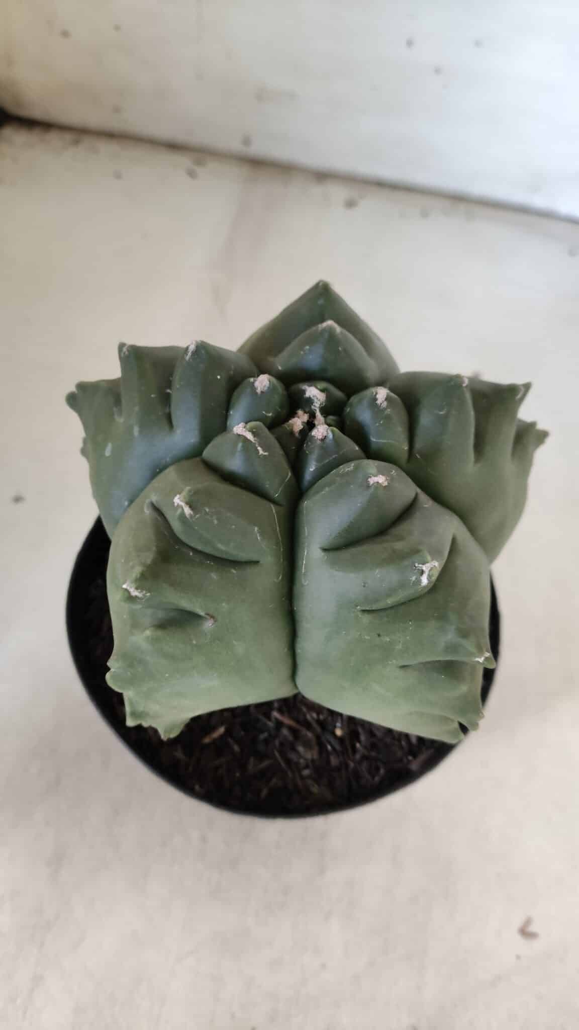 ASTROPHYTUM cv KIKKO  Nº 817 – vaso 15