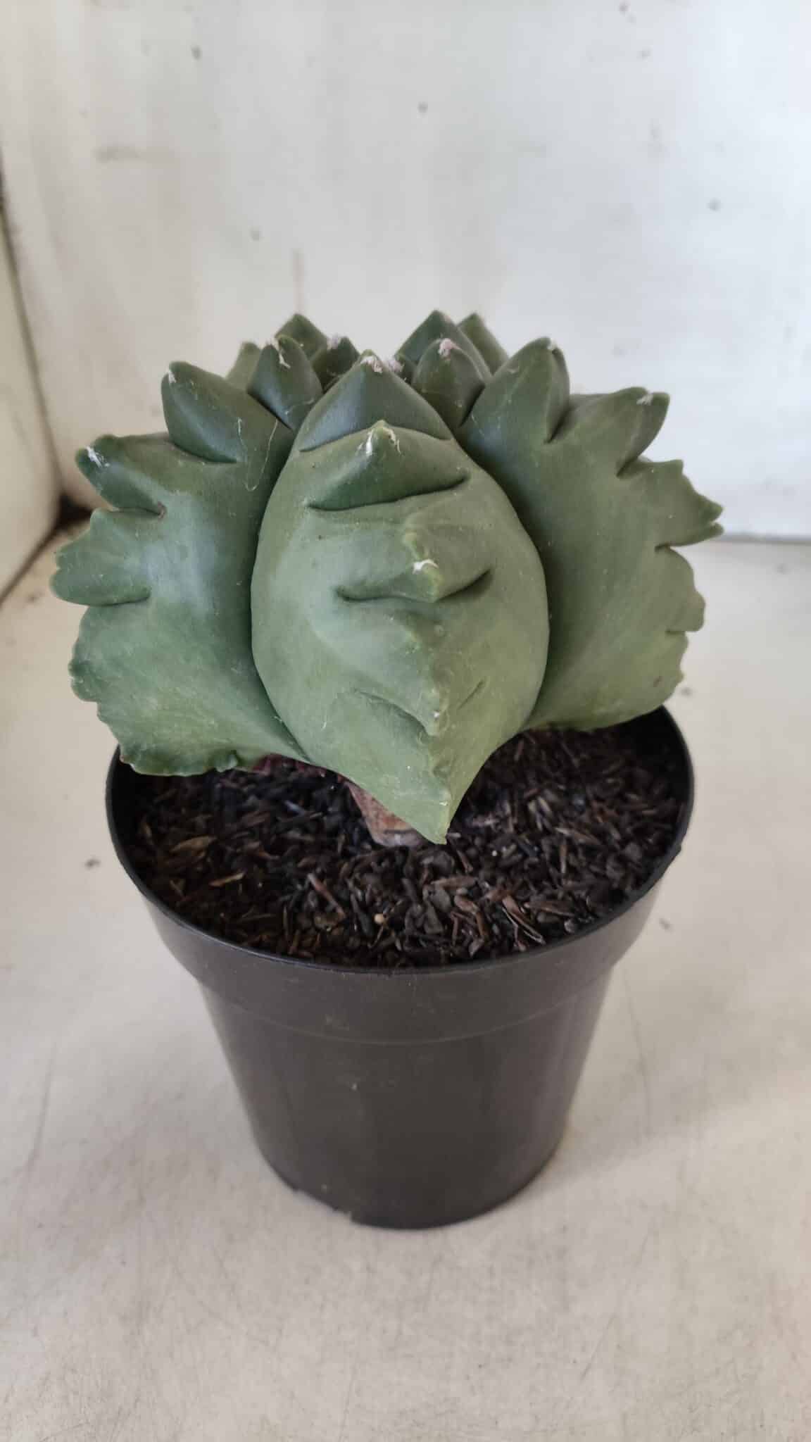 ASTROPHYTUM cv KIKKO  Nº 817 – vaso 15