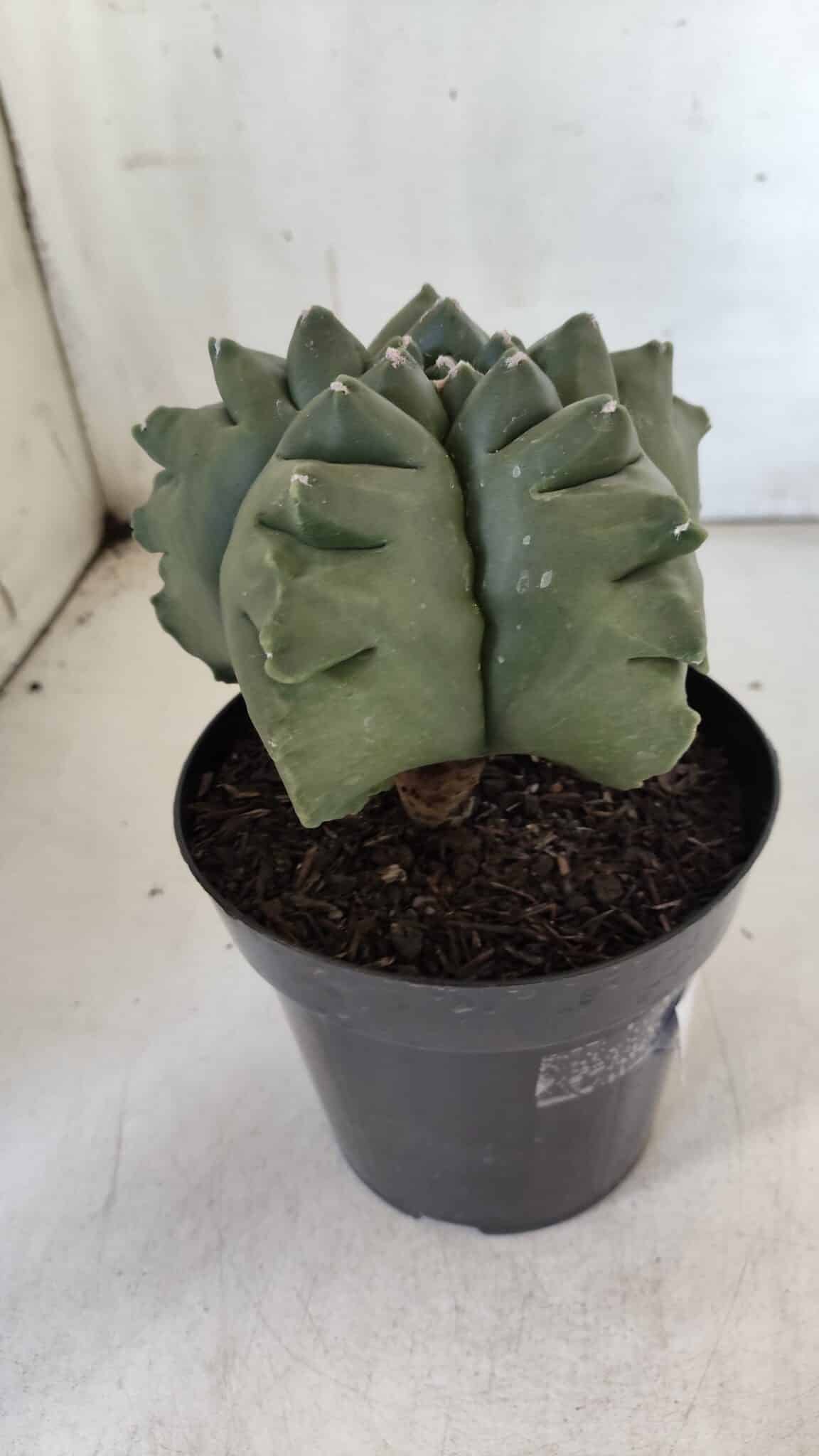 ASTROPHYTUM cv KIKKO  Nº 817 – vaso 15