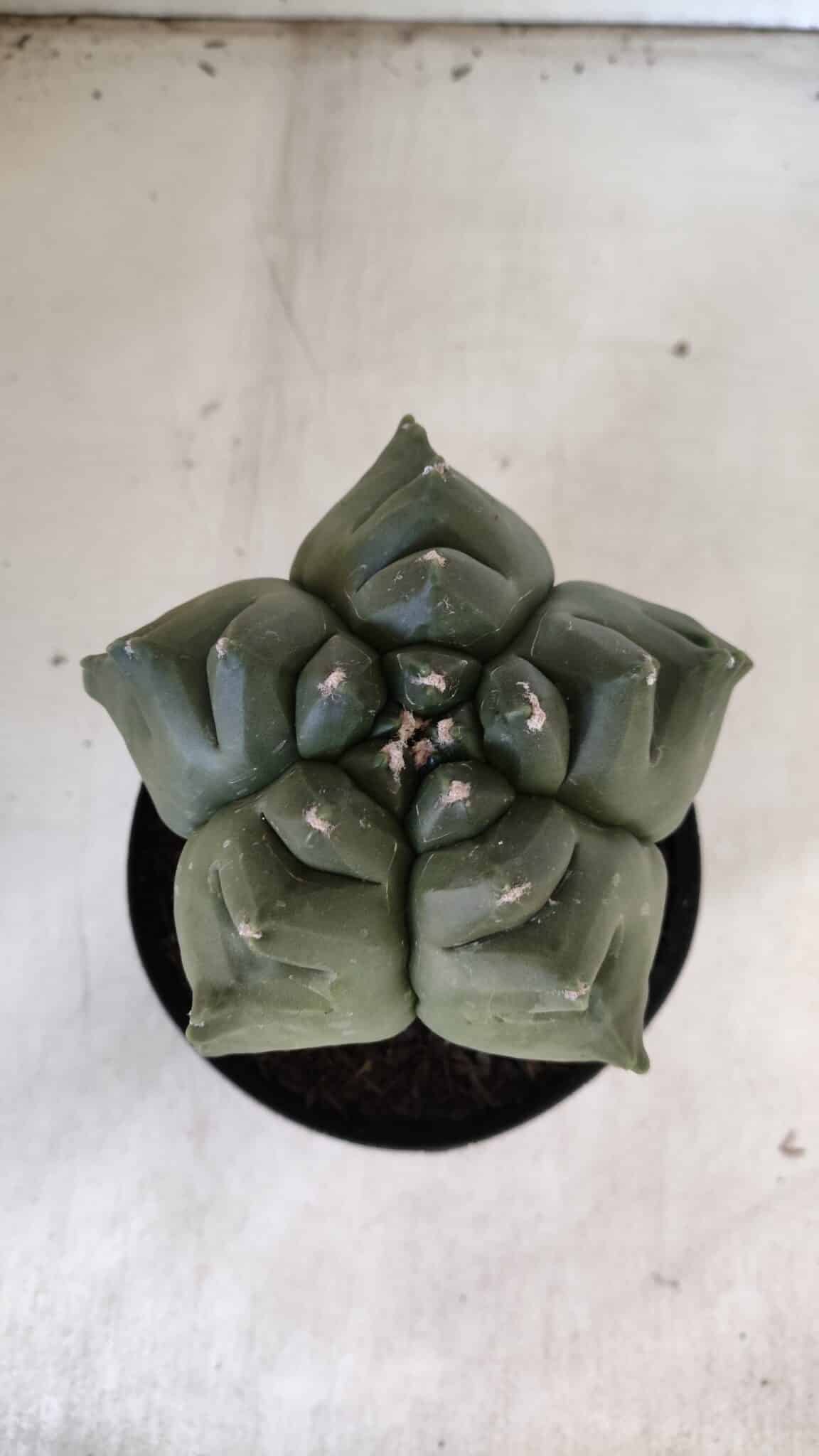 ASTROPHYTUM cv KIKKO  Nº 817 – vaso 15