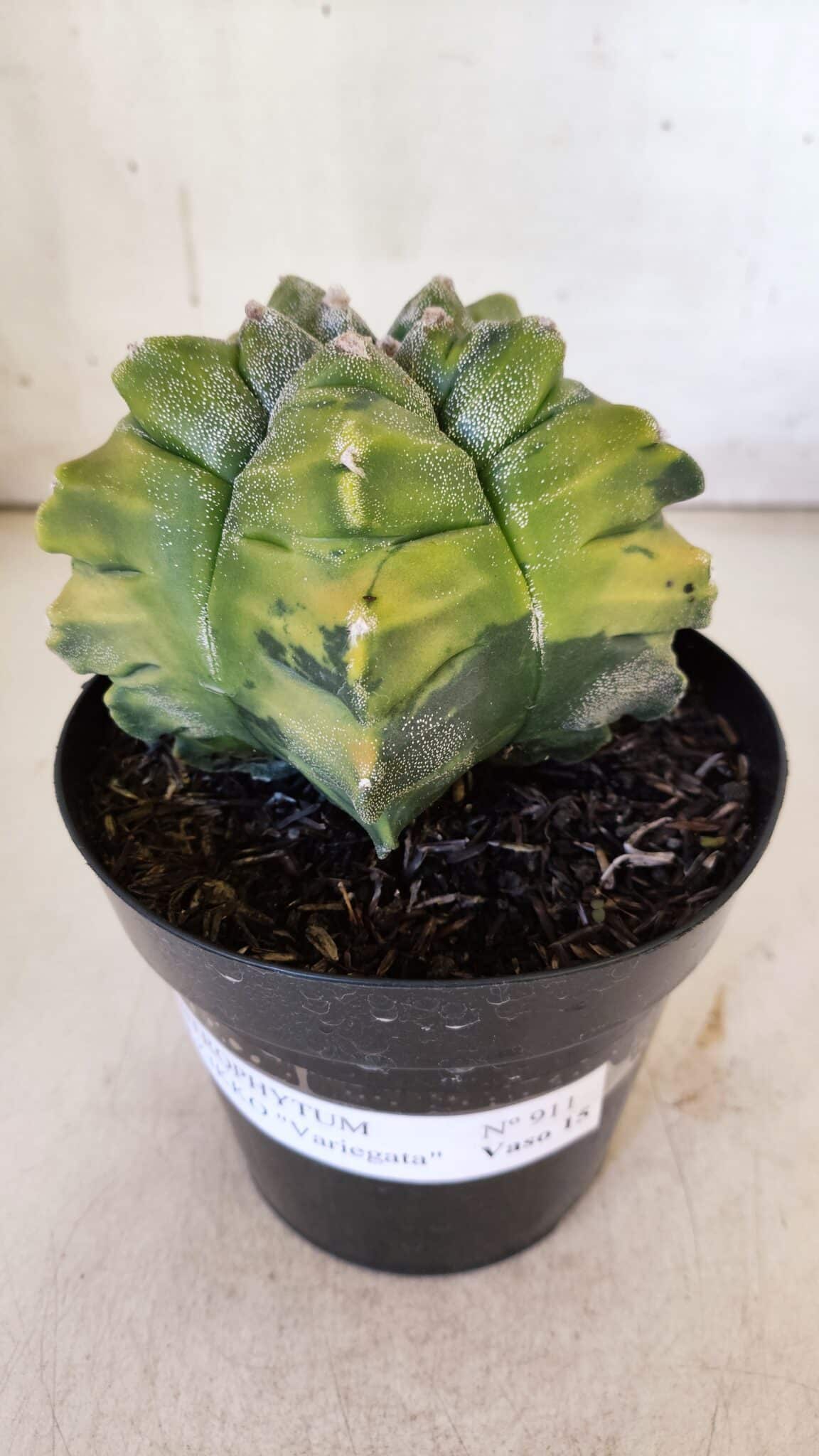 ASTROPHYTUM cv KIKKO "Variegata"  Nº 911 – vaso 15