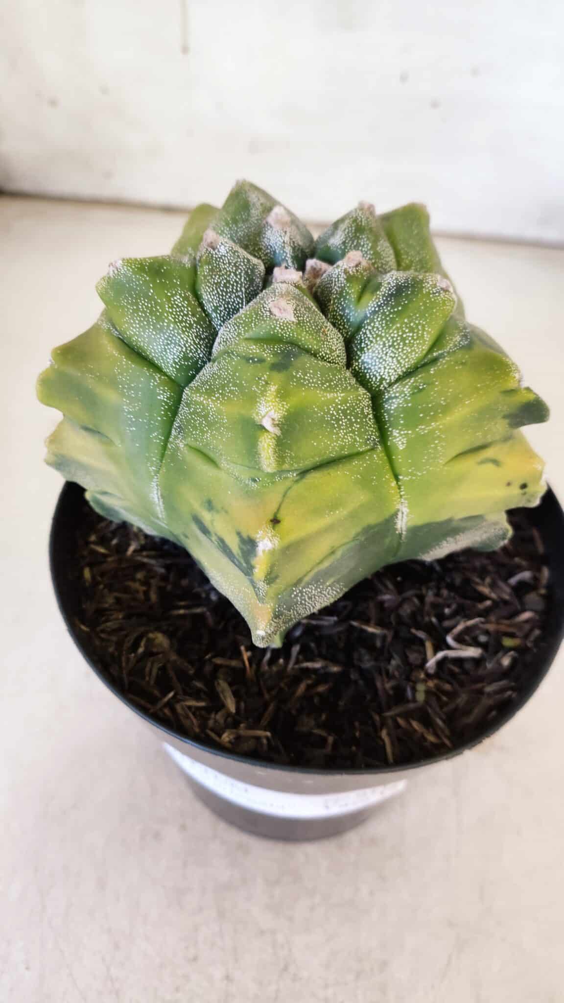ASTROPHYTUM cv KIKKO "Variegata"  Nº 911 – vaso 15