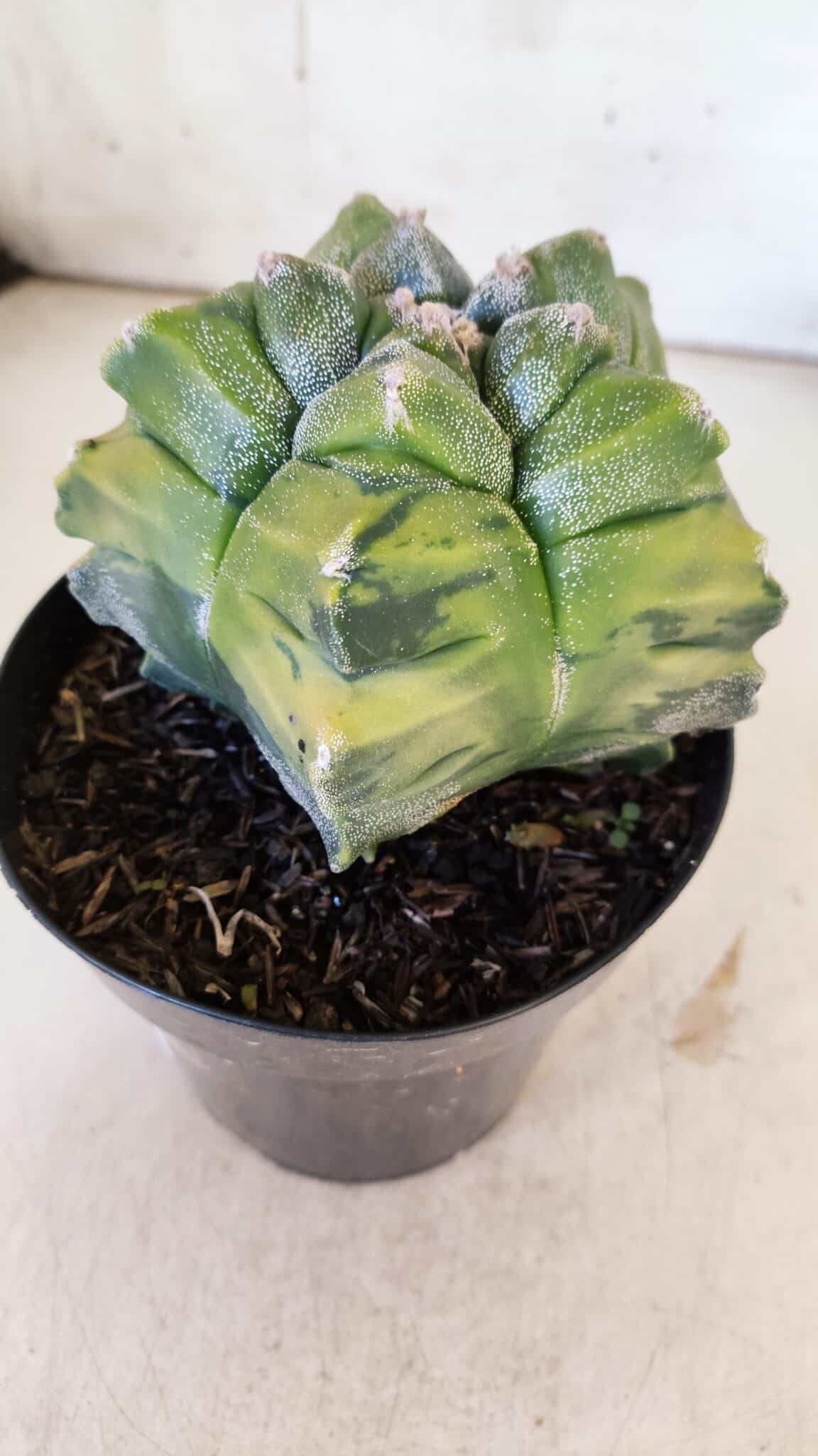 ASTROPHYTUM cv KIKKO "Variegata"  Nº 911 – vaso 15