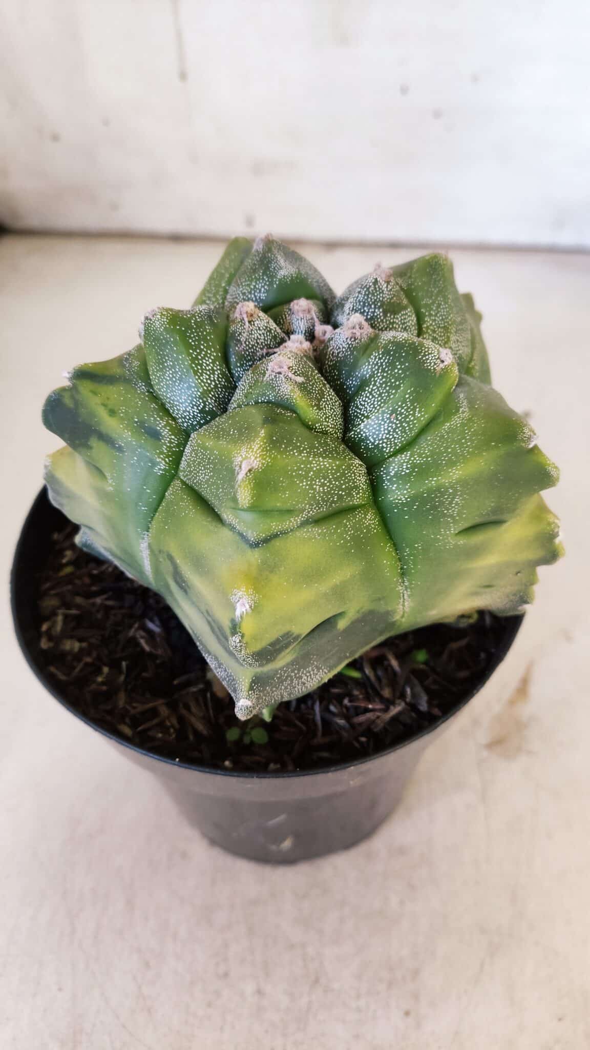 ASTROPHYTUM cv KIKKO "Variegata"  Nº 911 – vaso 15