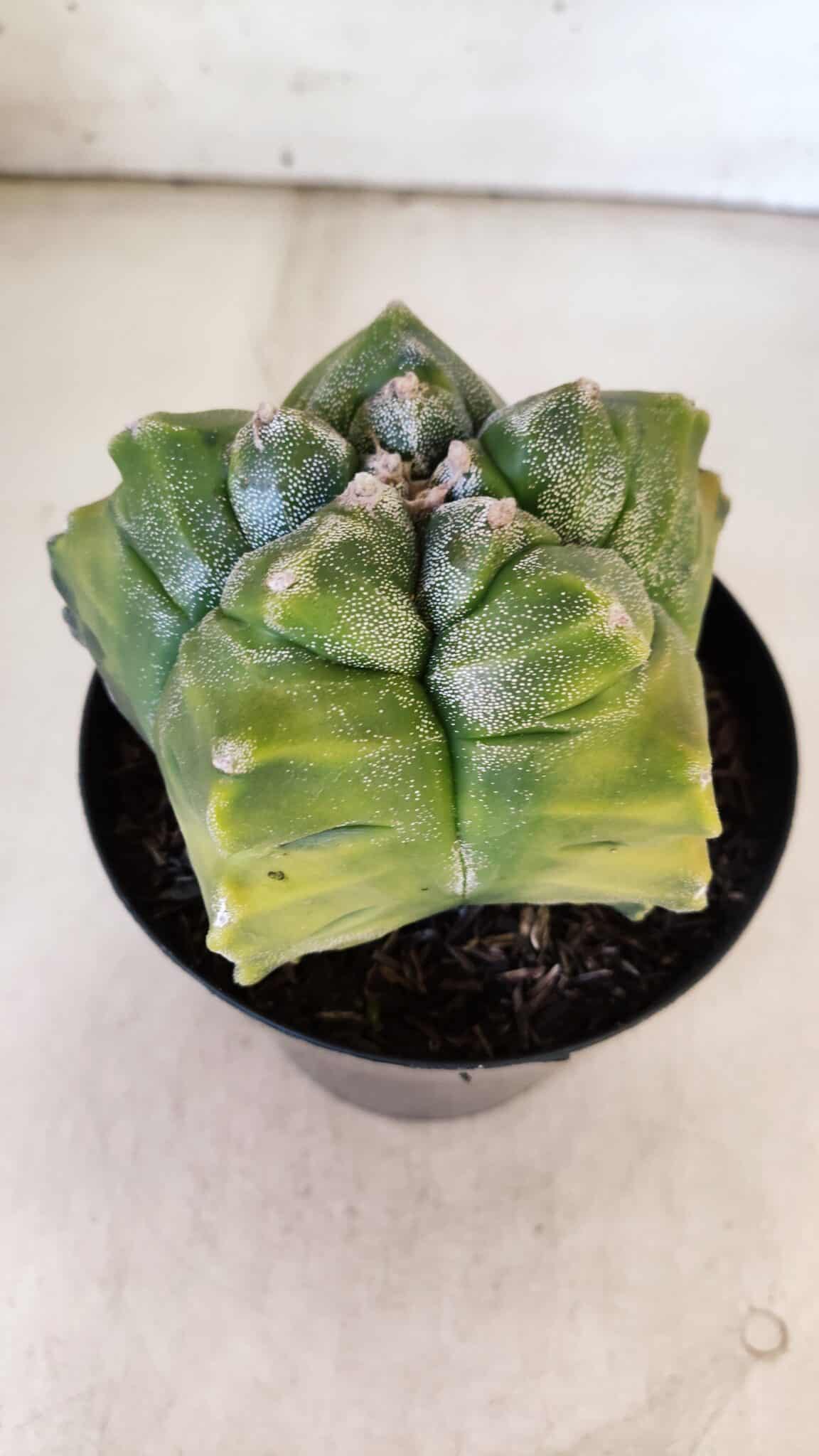 ASTROPHYTUM cv KIKKO "Variegata"  Nº 911 – vaso 15