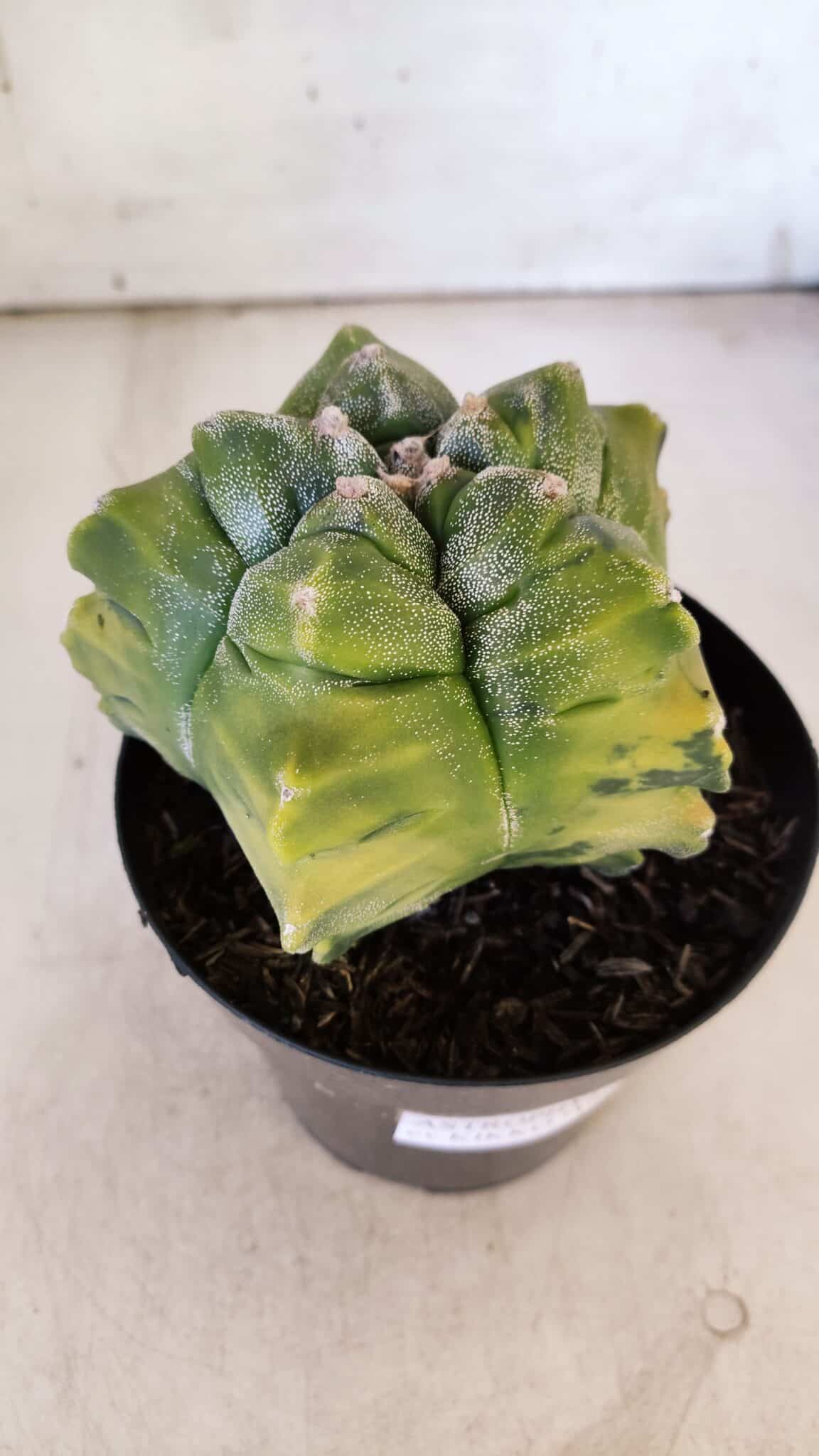 ASTROPHYTUM cv KIKKO "Variegata"  Nº 911 – vaso 15