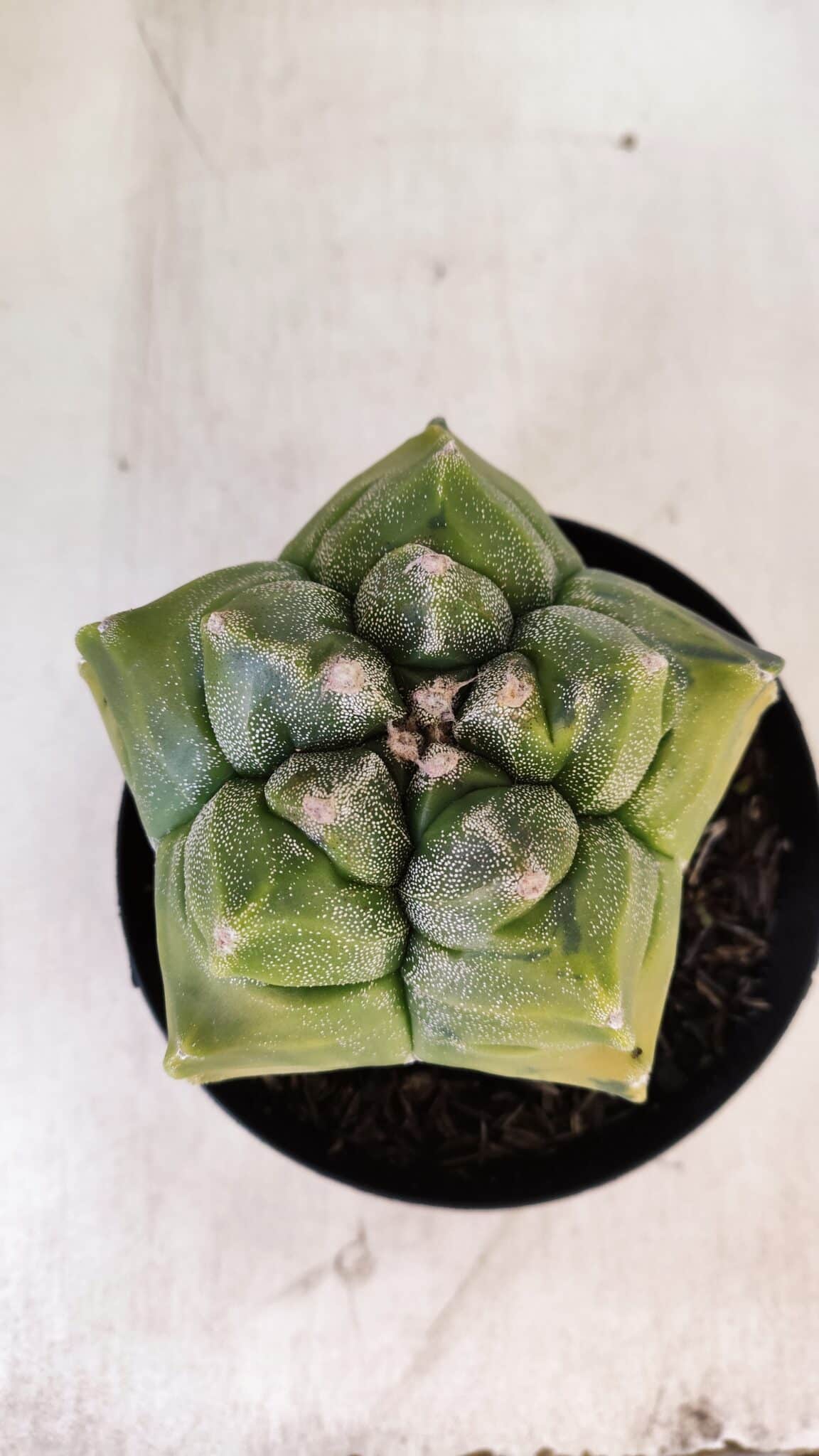 ASTROPHYTUM cv KIKKO "Variegata"  Nº 911 – vaso 15