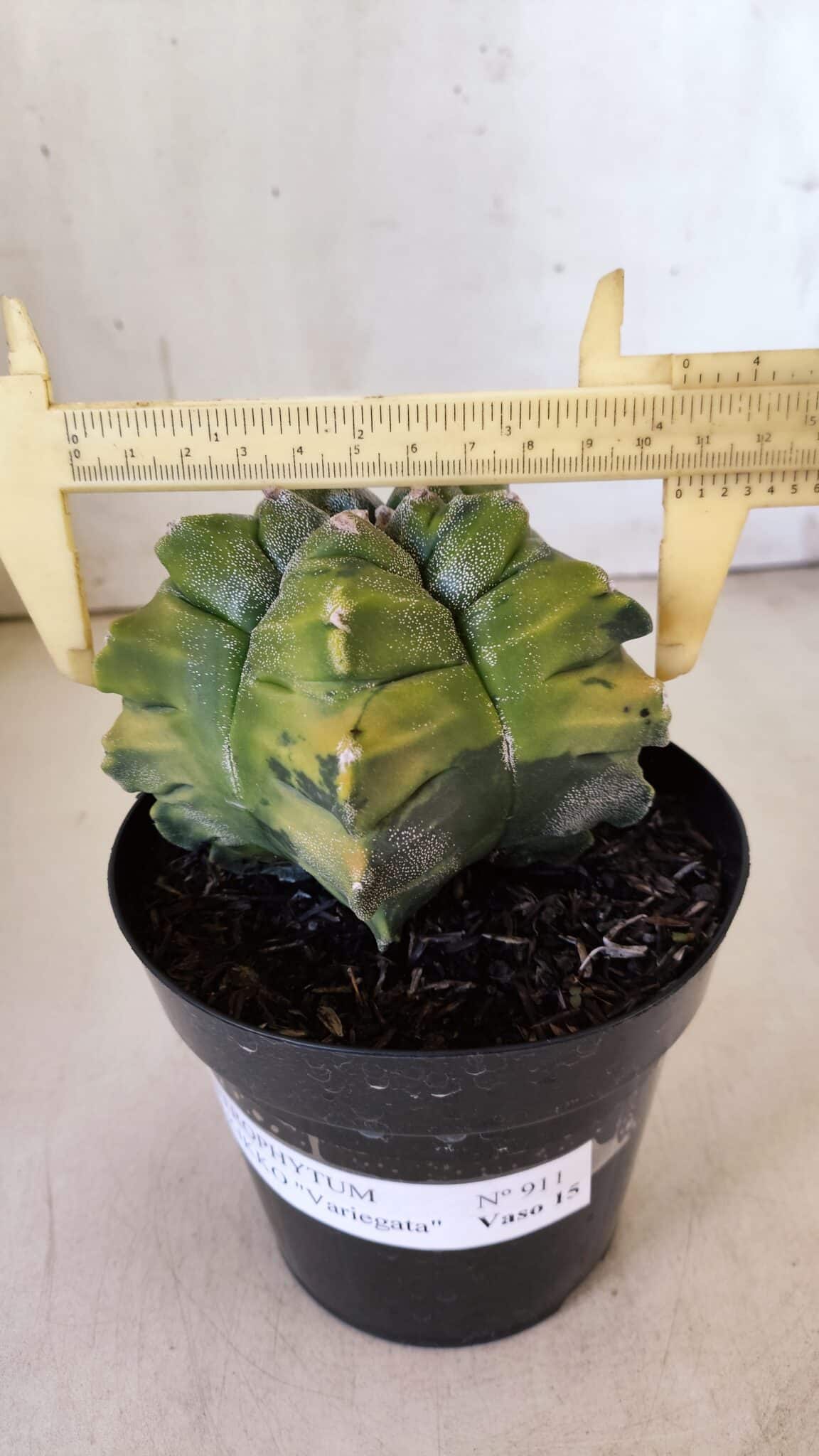 ASTROPHYTUM cv KIKKO "Variegata"  Nº 911 – vaso 15