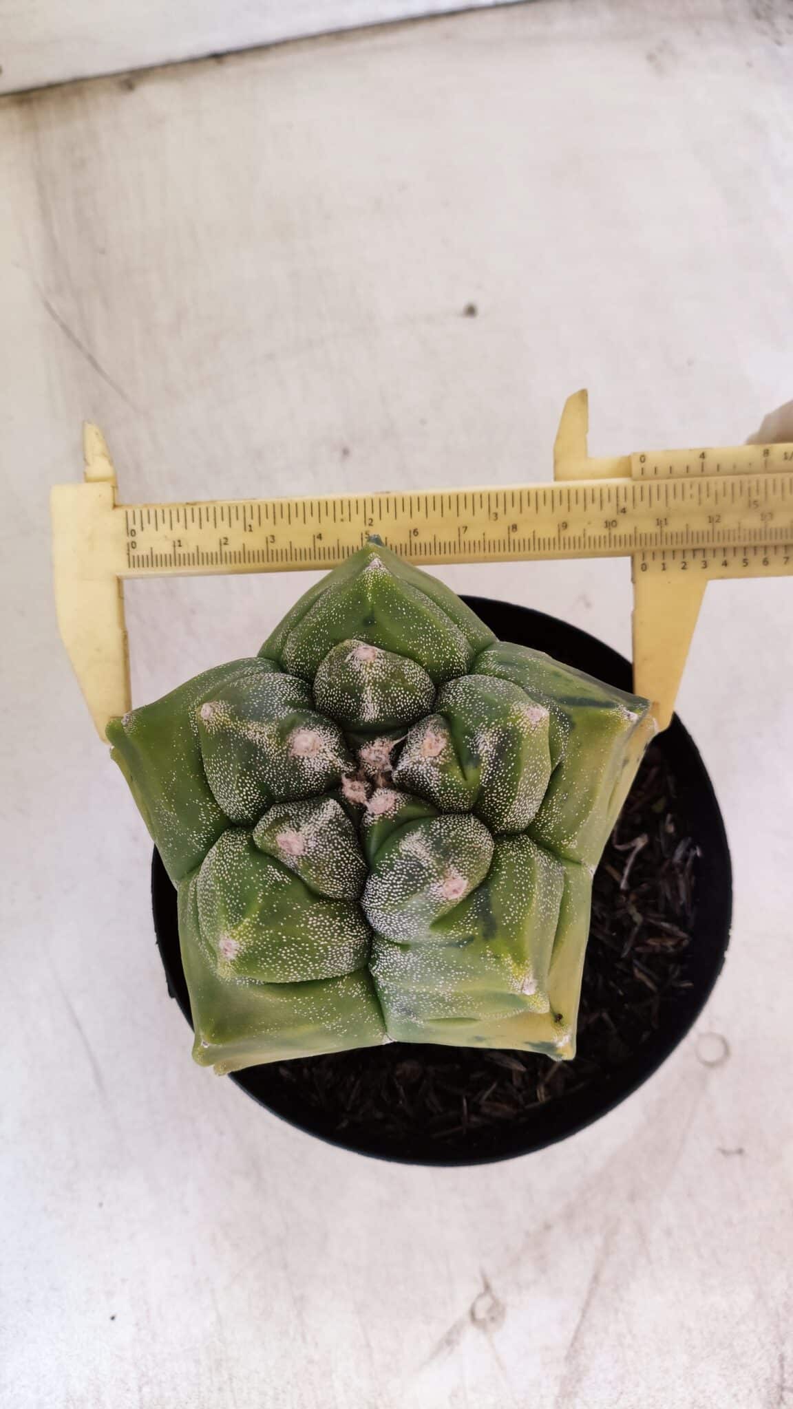 ASTROPHYTUM cv KIKKO "Variegata"  Nº 911 – vaso 15