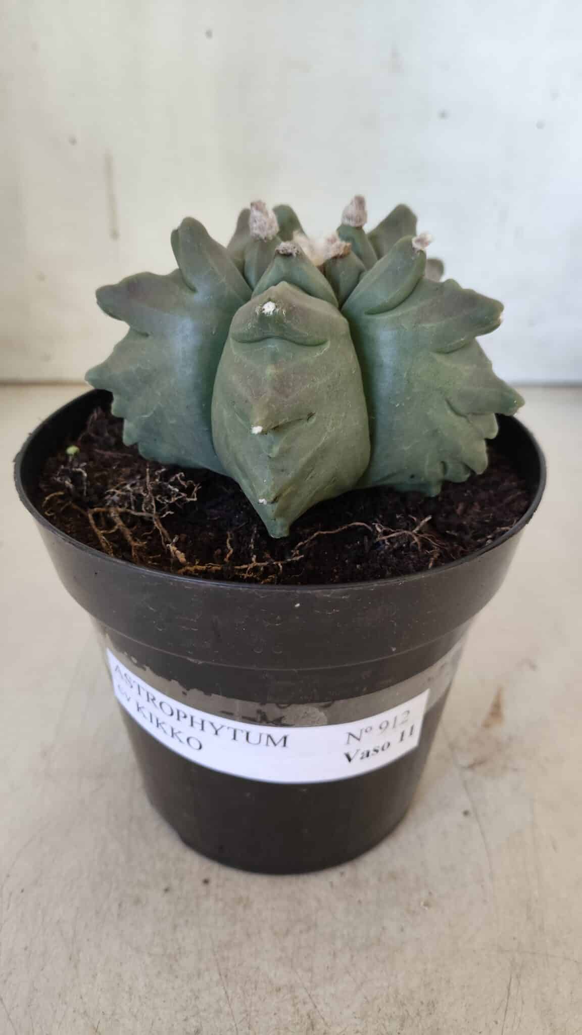 ASTROPHYTUM cv KIKKO  Nº 912 – vaso 15