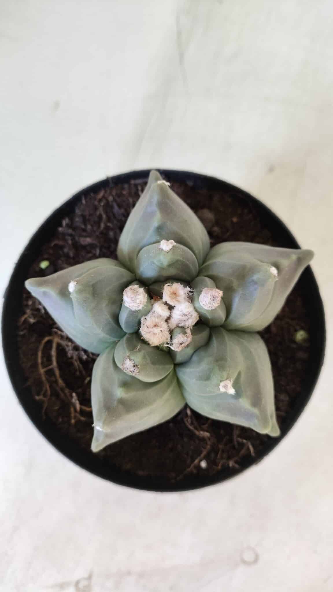 ASTROPHYTUM cv KIKKO  Nº 912 – vaso 15