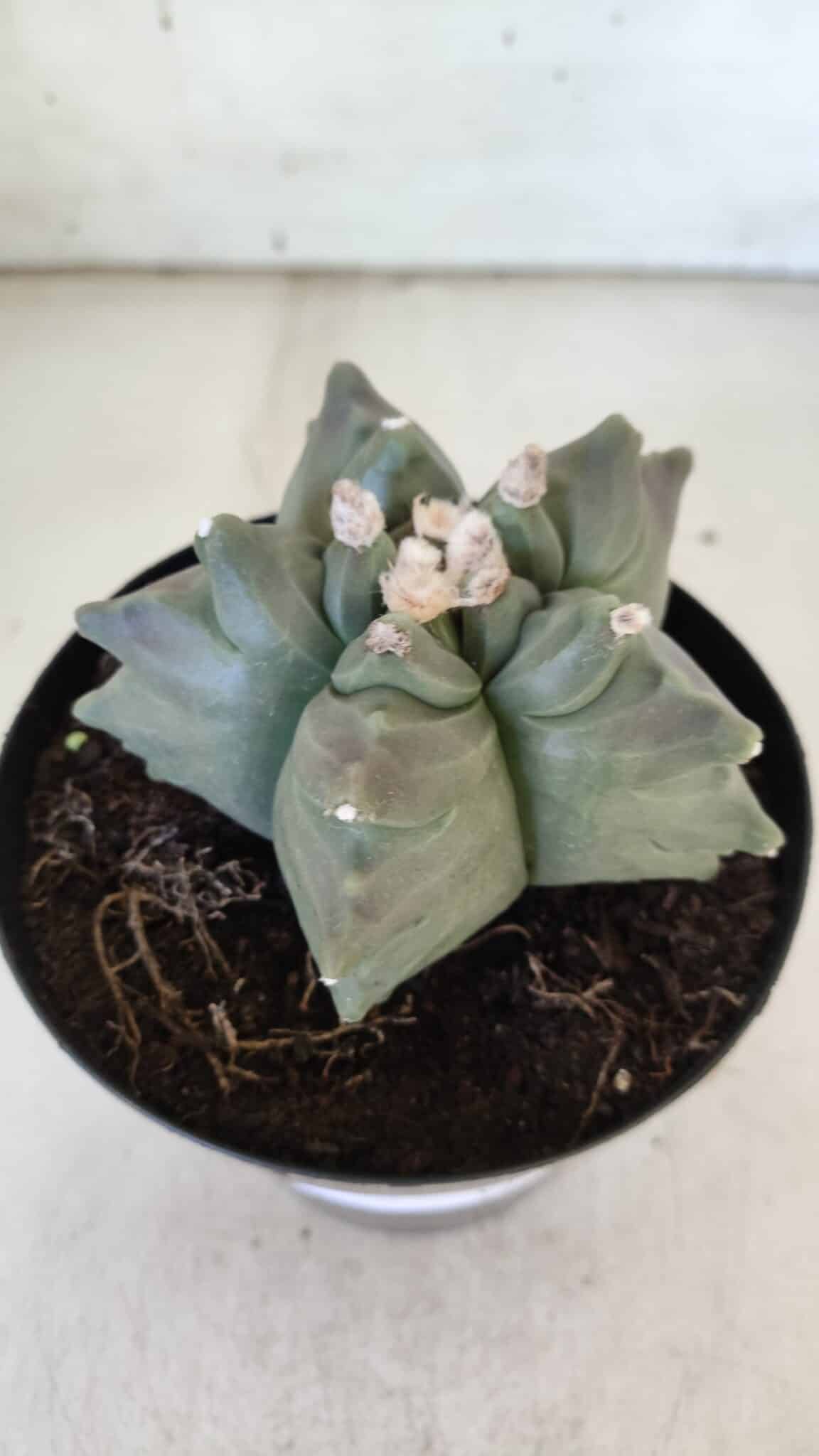 ASTROPHYTUM cv KIKKO  Nº 912 – vaso 15