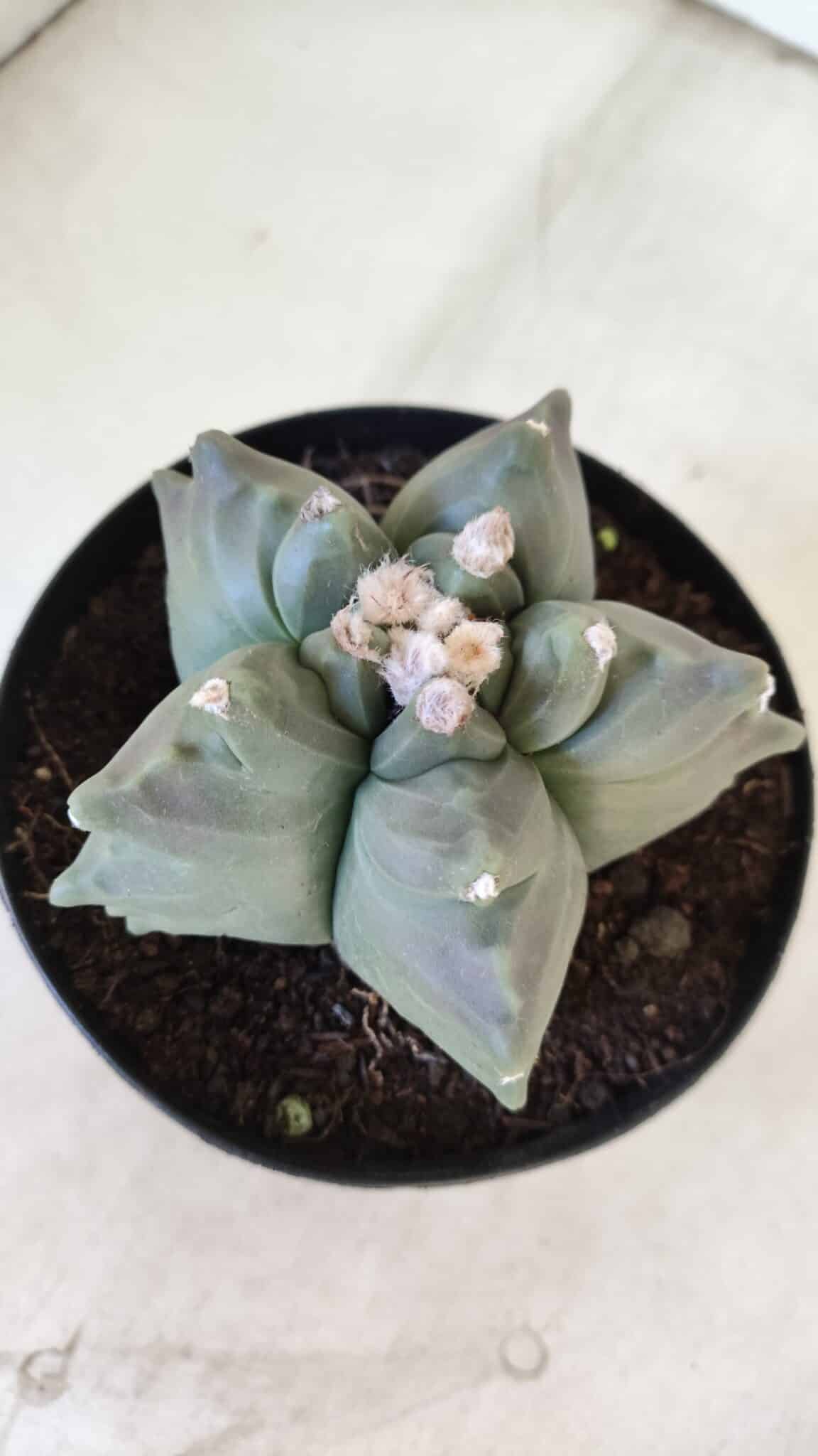 ASTROPHYTUM cv KIKKO  Nº 912 – vaso 15