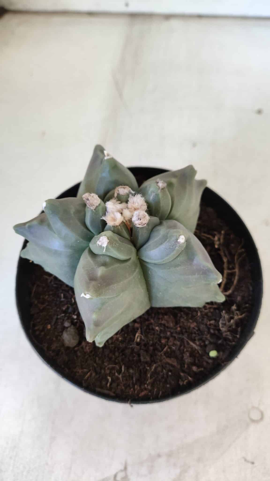 ASTROPHYTUM cv KIKKO  Nº 912 – vaso 15
