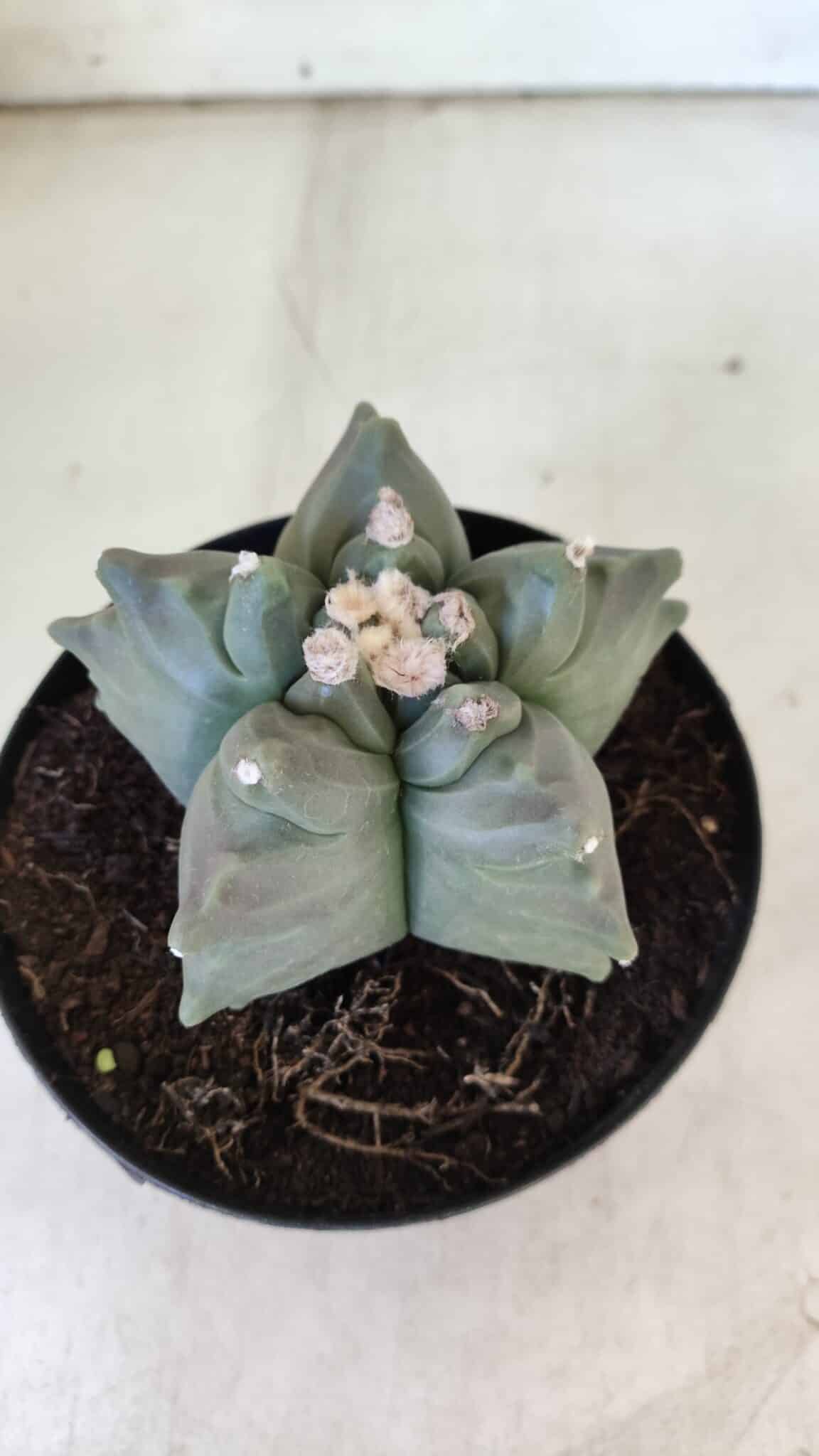 ASTROPHYTUM cv KIKKO  Nº 912 – vaso 15
