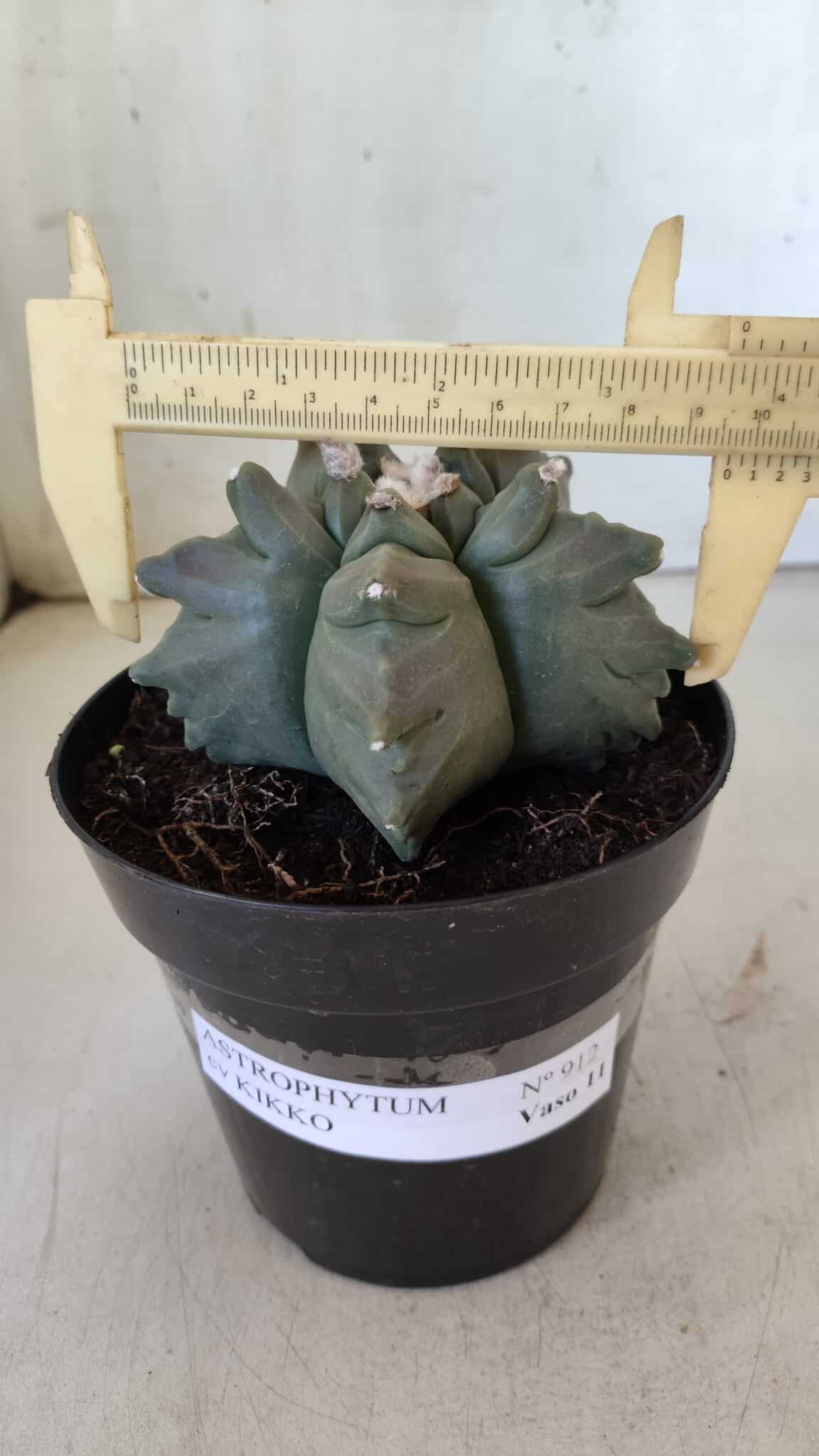 ASTROPHYTUM cv KIKKO  Nº 912 – vaso 15