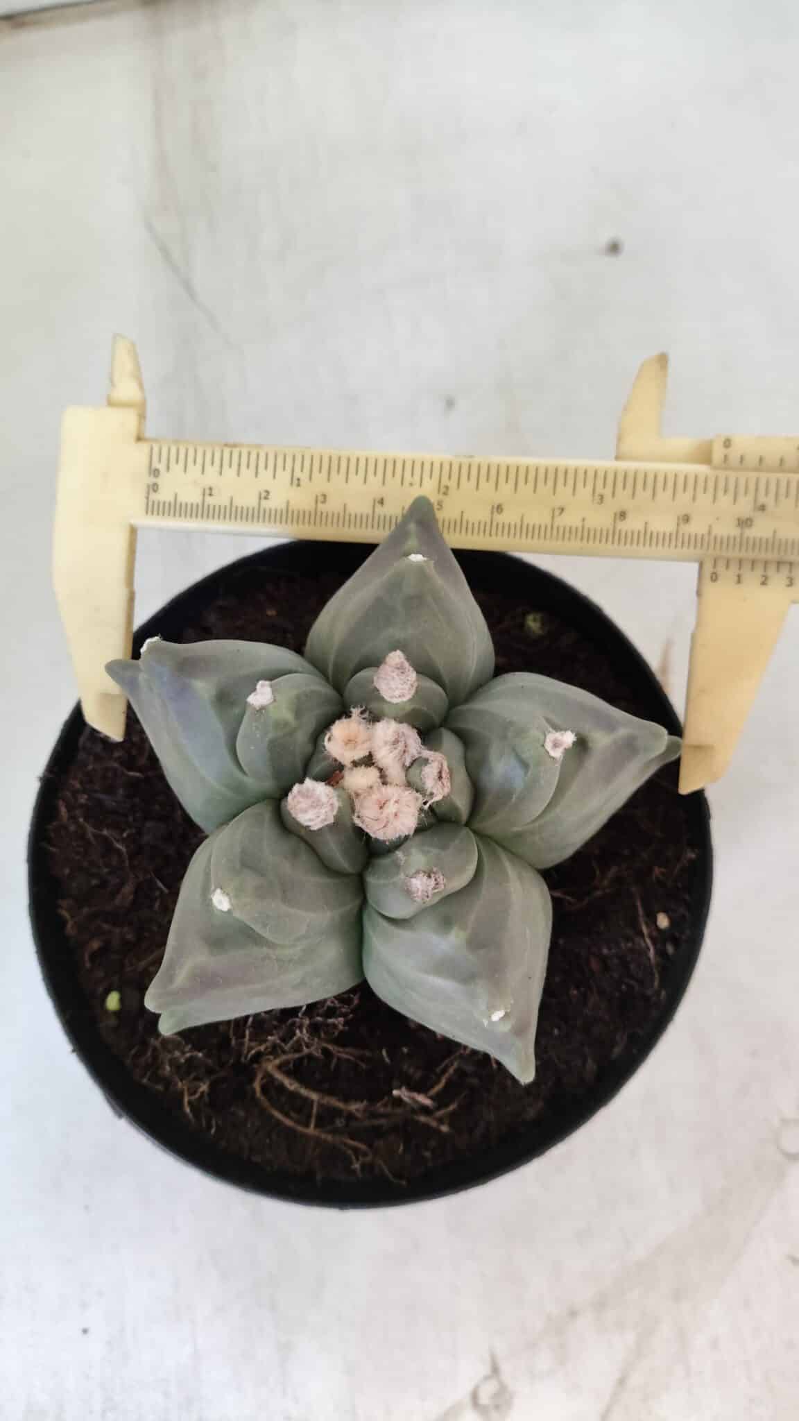 ASTROPHYTUM cv KIKKO  Nº 912 – vaso 15