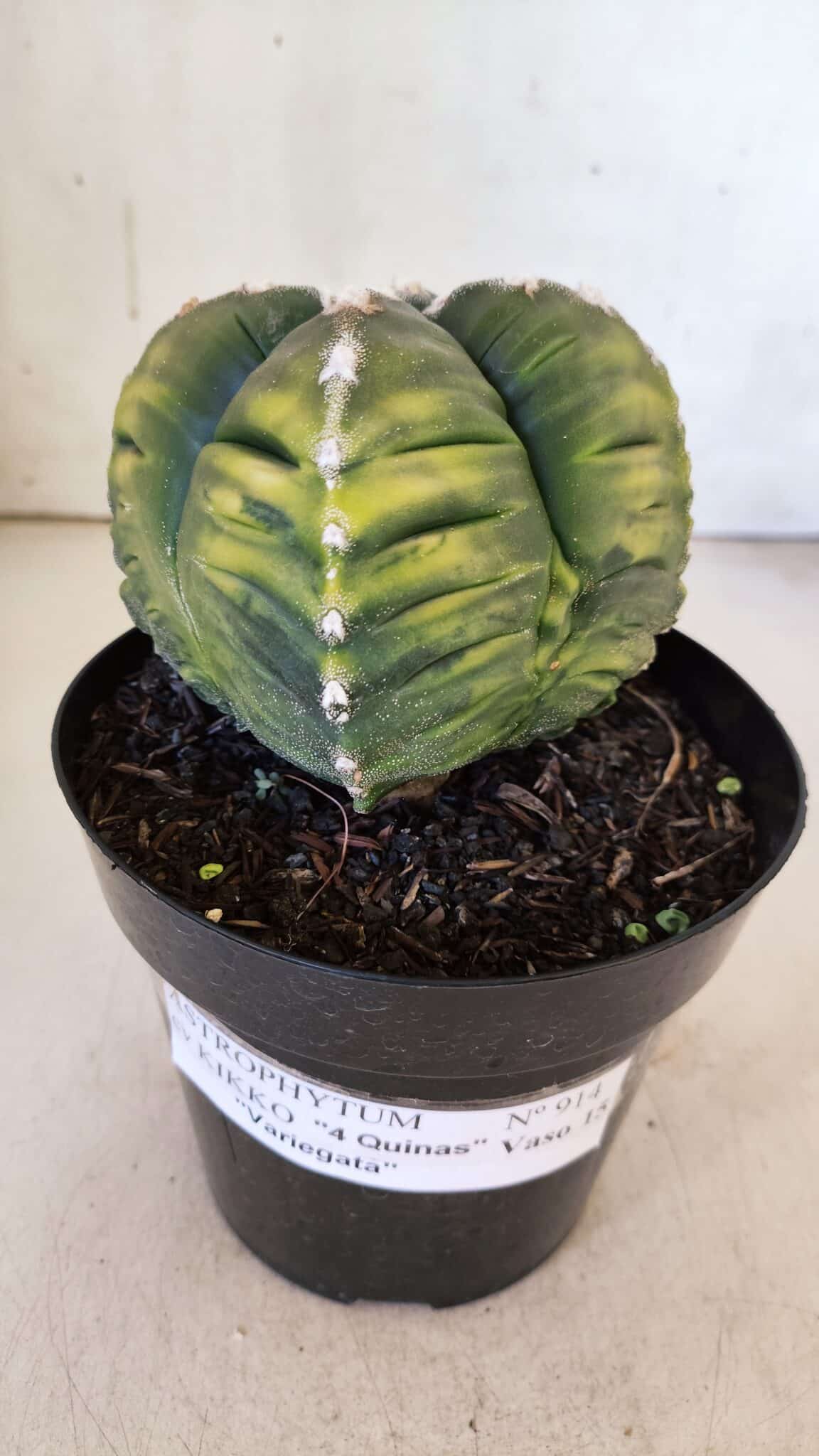 ASTROPHYTUM cv KIKKO "Variegata - 4 Quinas"  Nº 914 – vaso 15