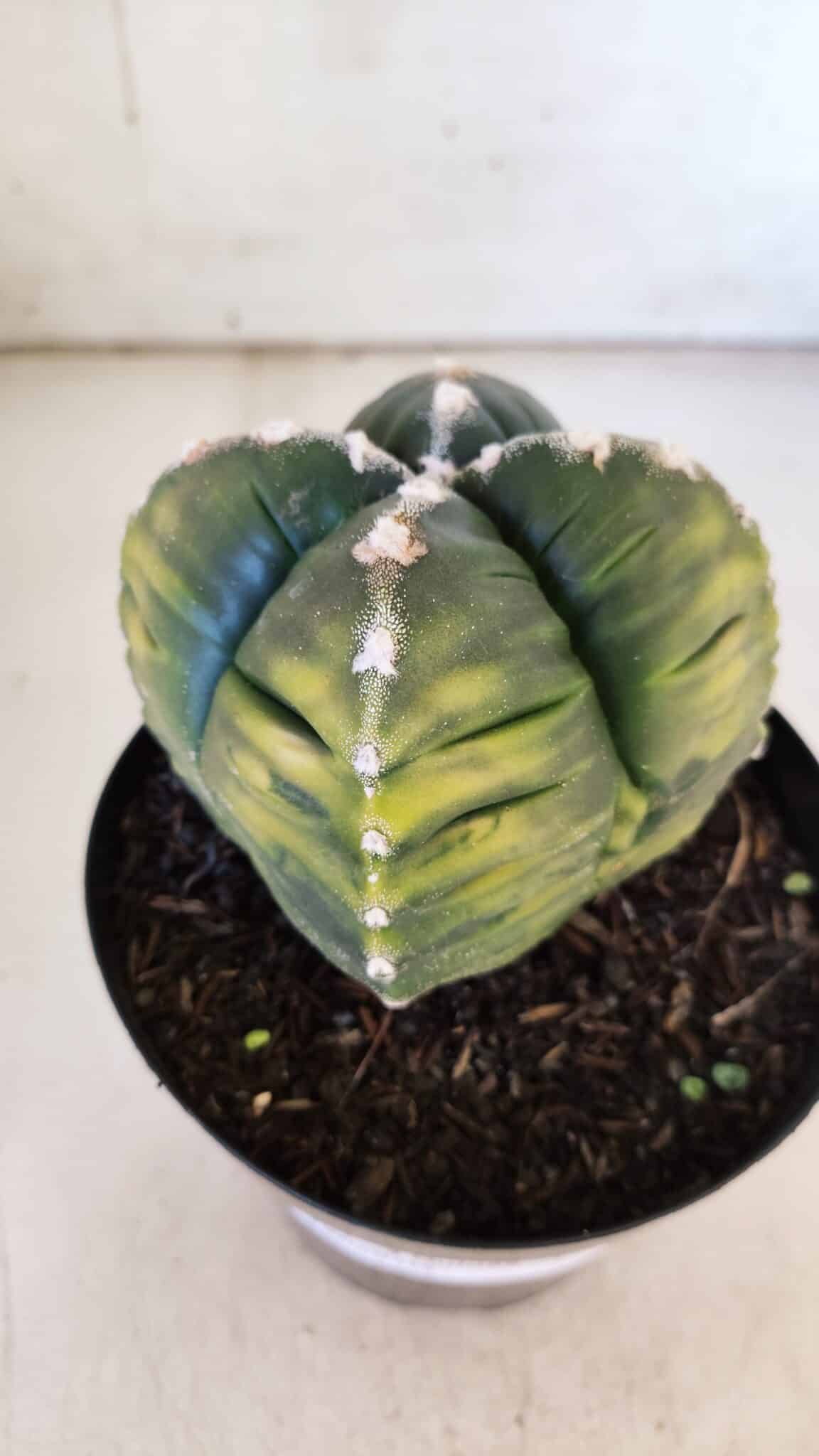 ASTROPHYTUM cv KIKKO "Variegata - 4 Quinas"  Nº 914 – vaso 15