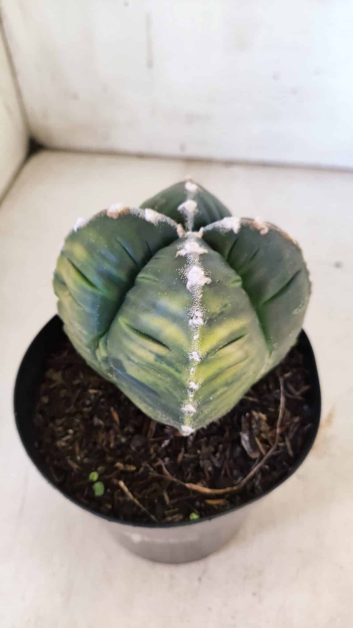 ASTROPHYTUM cv KIKKO "Variegata - 4 Quinas"  Nº 914 – vaso 15