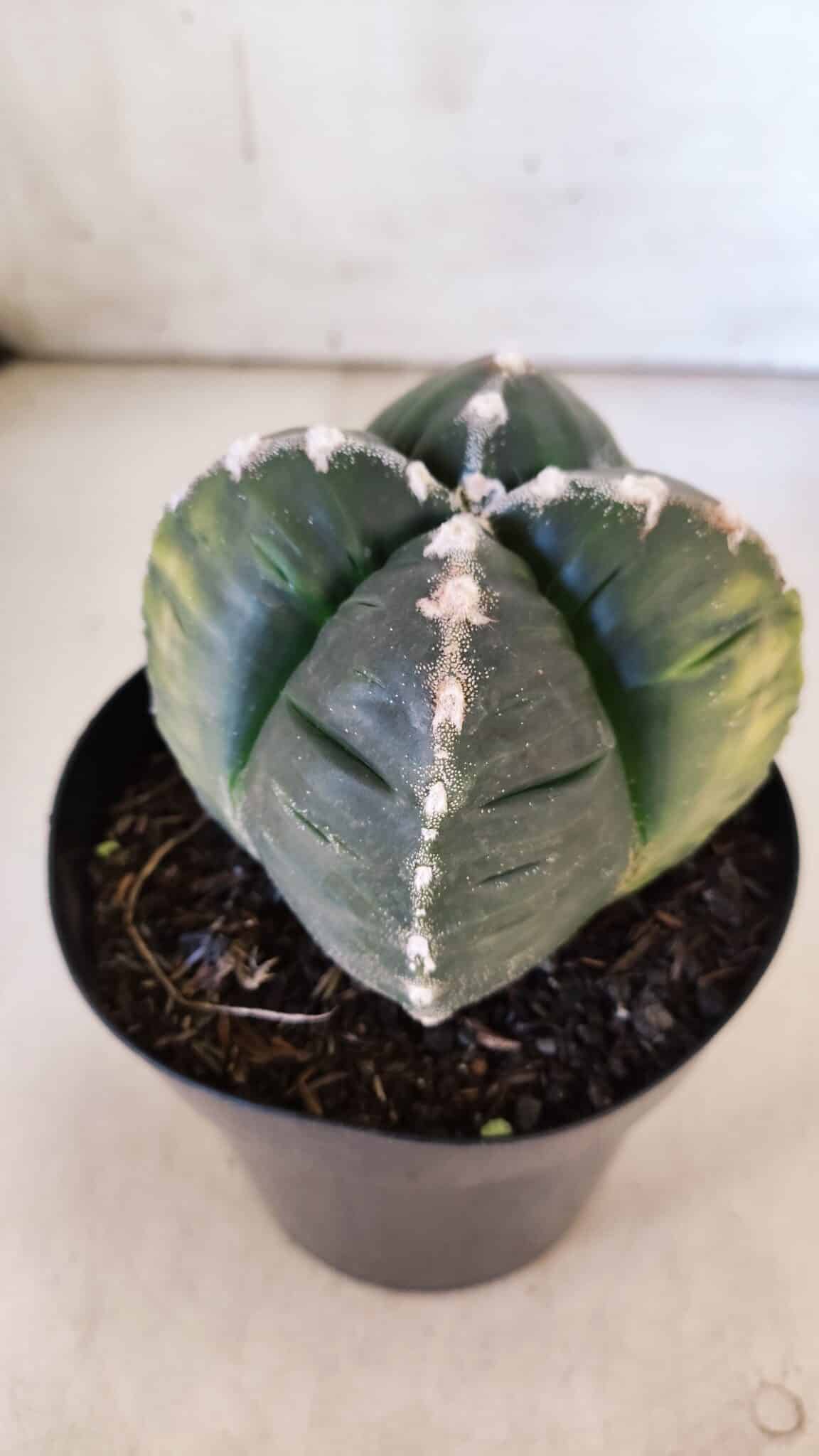 ASTROPHYTUM cv KIKKO "Variegata - 4 Quinas"  Nº 914 – vaso 15