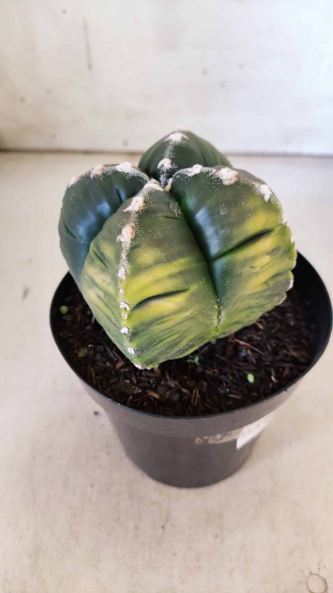 ASTROPHYTUM cv KIKKO "Variegata - 4 Quinas"  Nº 914 – vaso 15