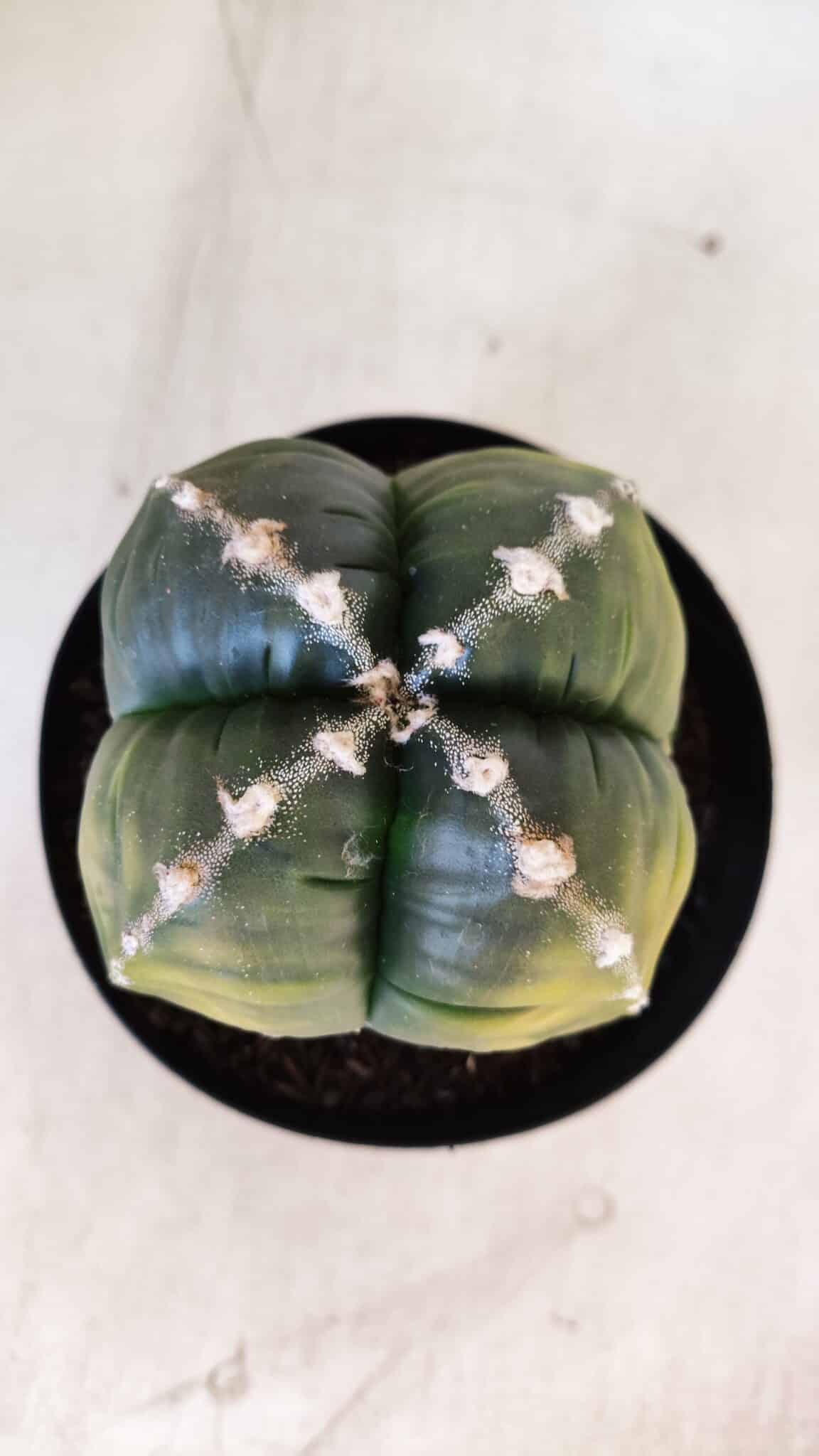 ASTROPHYTUM cv KIKKO "Variegata - 4 Quinas"  Nº 914 – vaso 15
