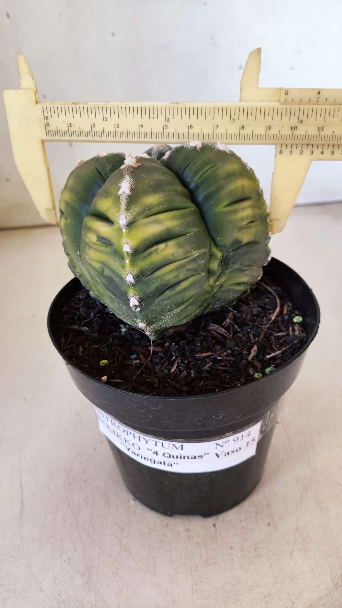 ASTROPHYTUM cv KIKKO "Variegata - 4 Quinas"  Nº 914 – vaso 15