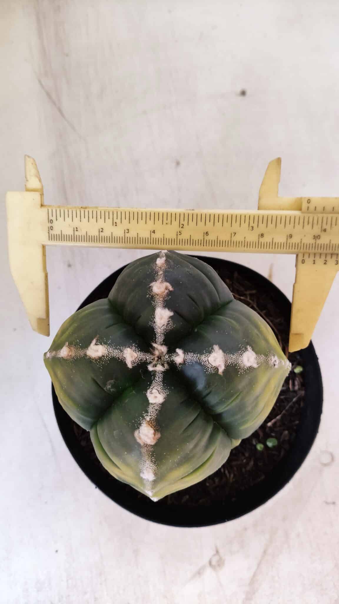 ASTROPHYTUM cv KIKKO "Variegata - 4 Quinas"  Nº 914 – vaso 15