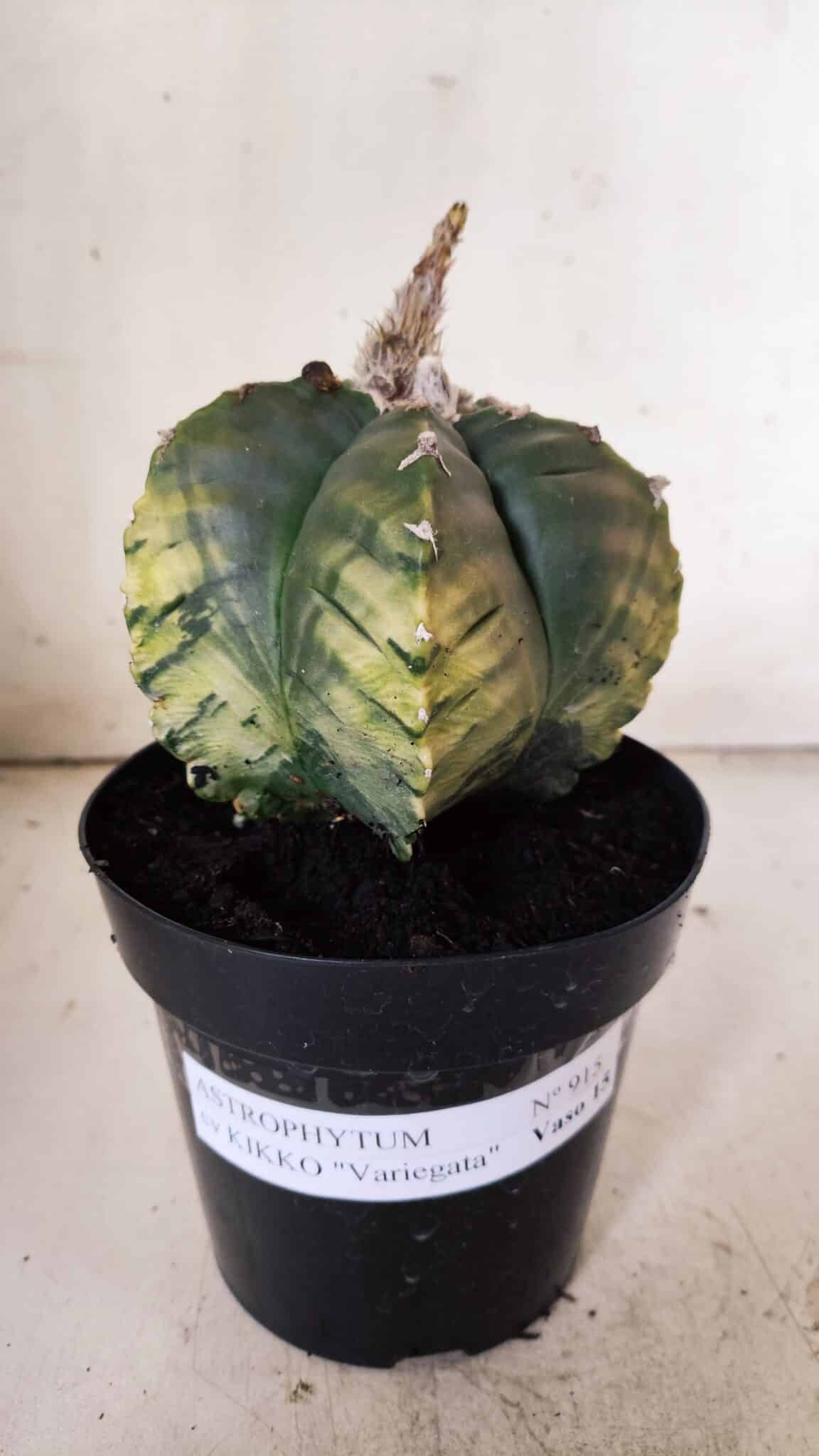 ASTROPHYTUM cv KIKKO "Variegata"  Nº 915 – vaso 15