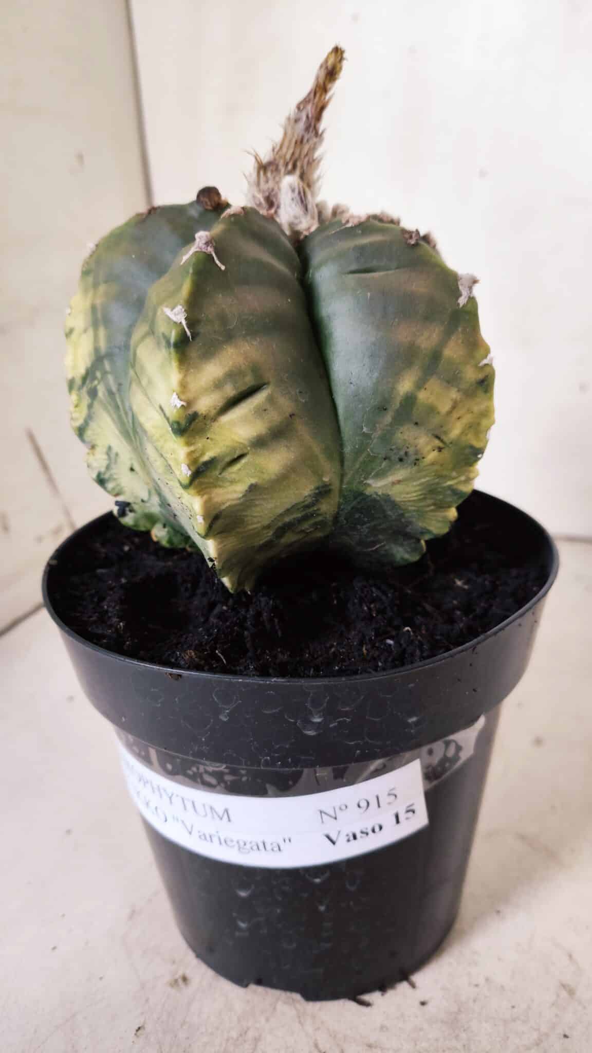 ASTROPHYTUM cv KIKKO "Variegata"  Nº 915 – vaso 15