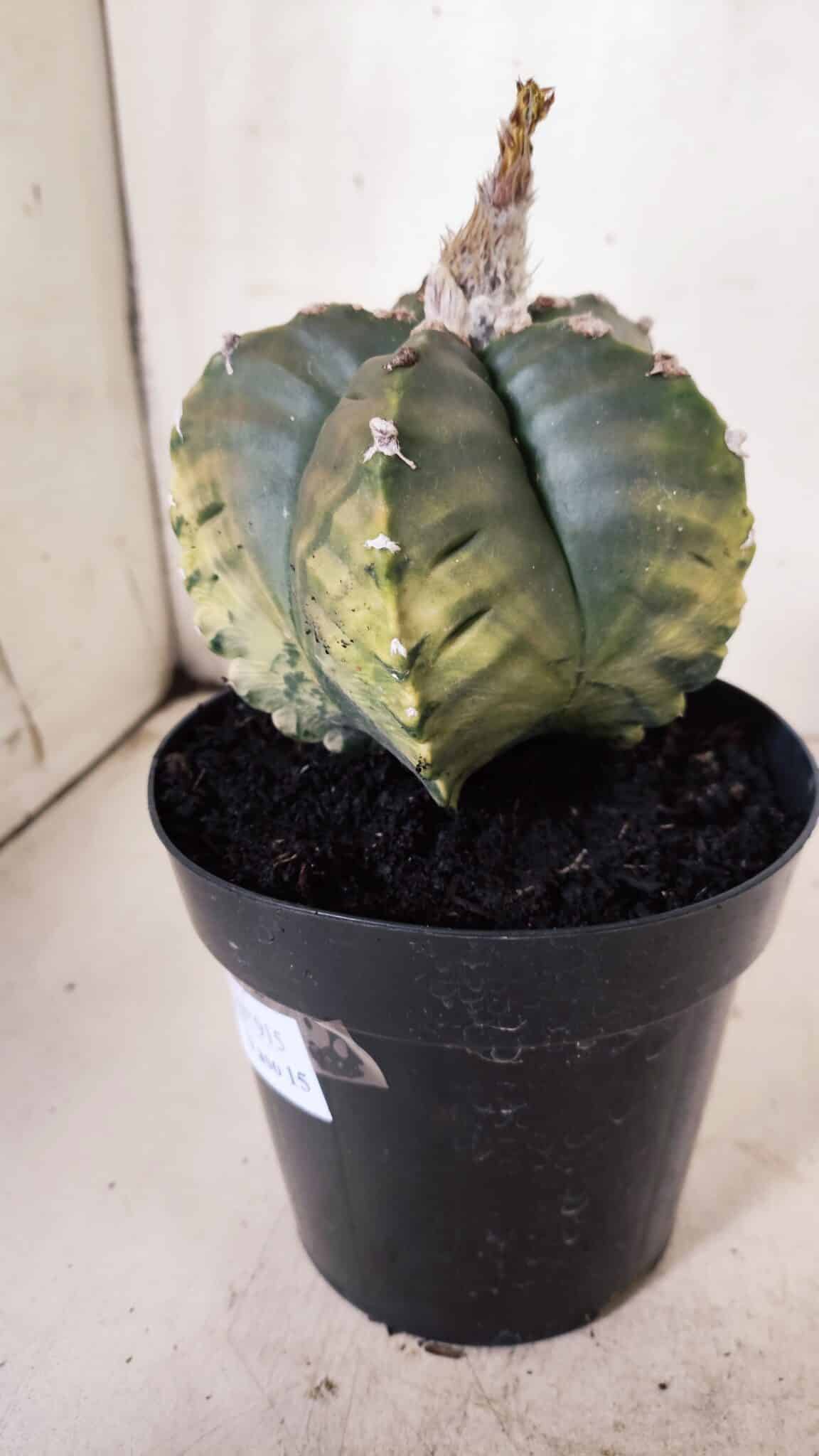 ASTROPHYTUM cv KIKKO "Variegata"  Nº 915 – vaso 15